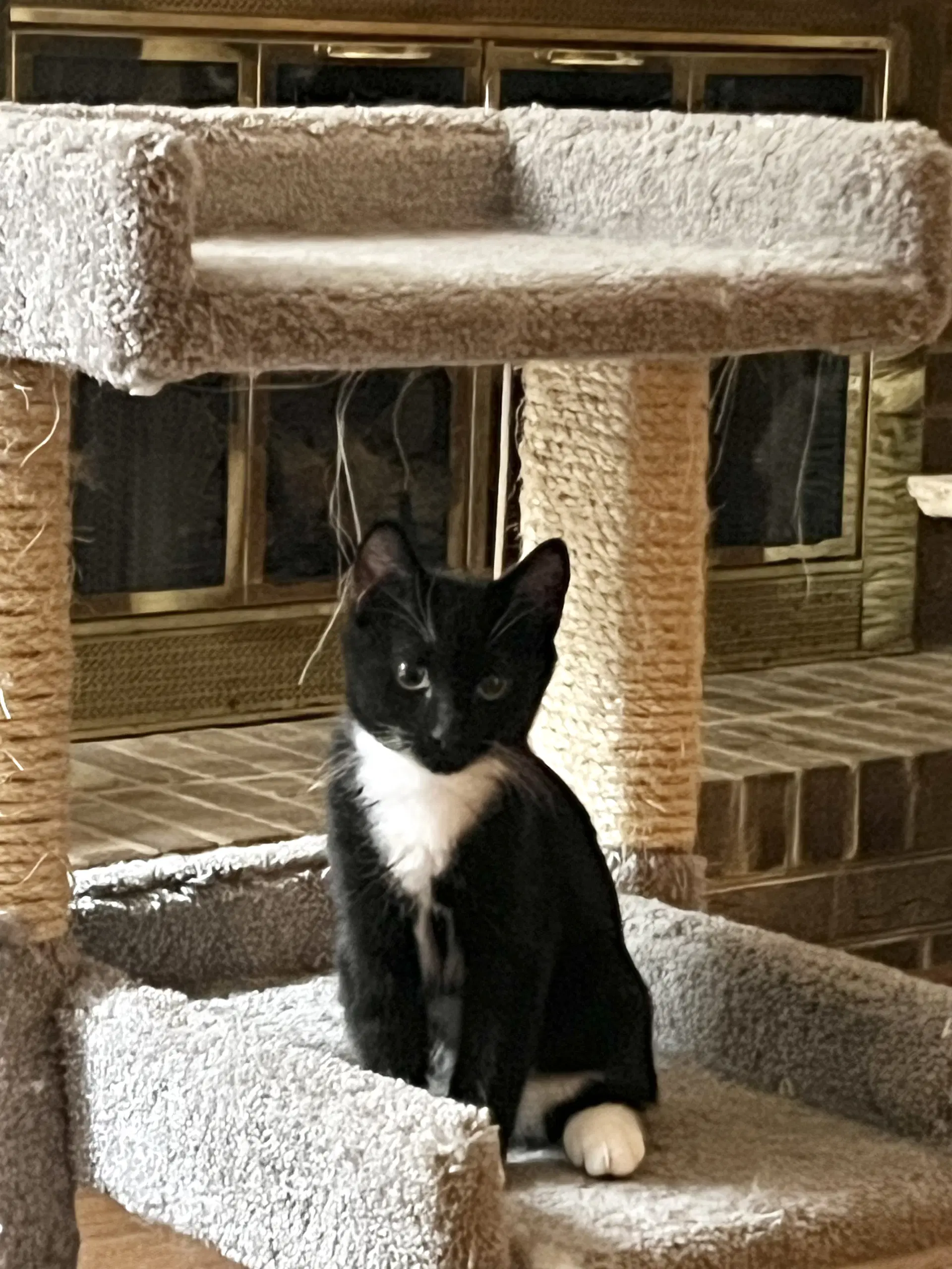Tailsla Available For Pre-Adoption - Domestic Short Hair
