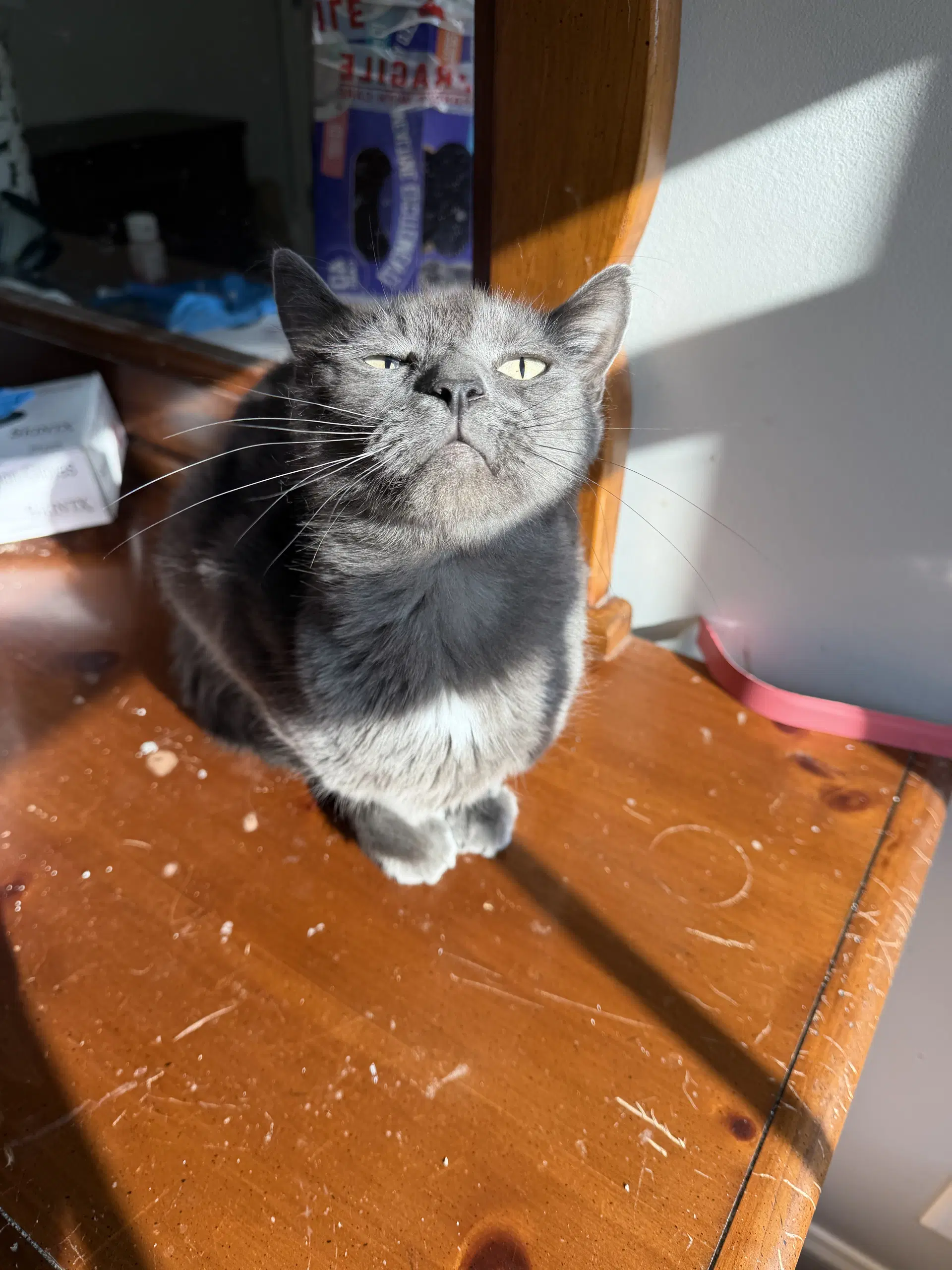 Pawmetto - Russian Blue
