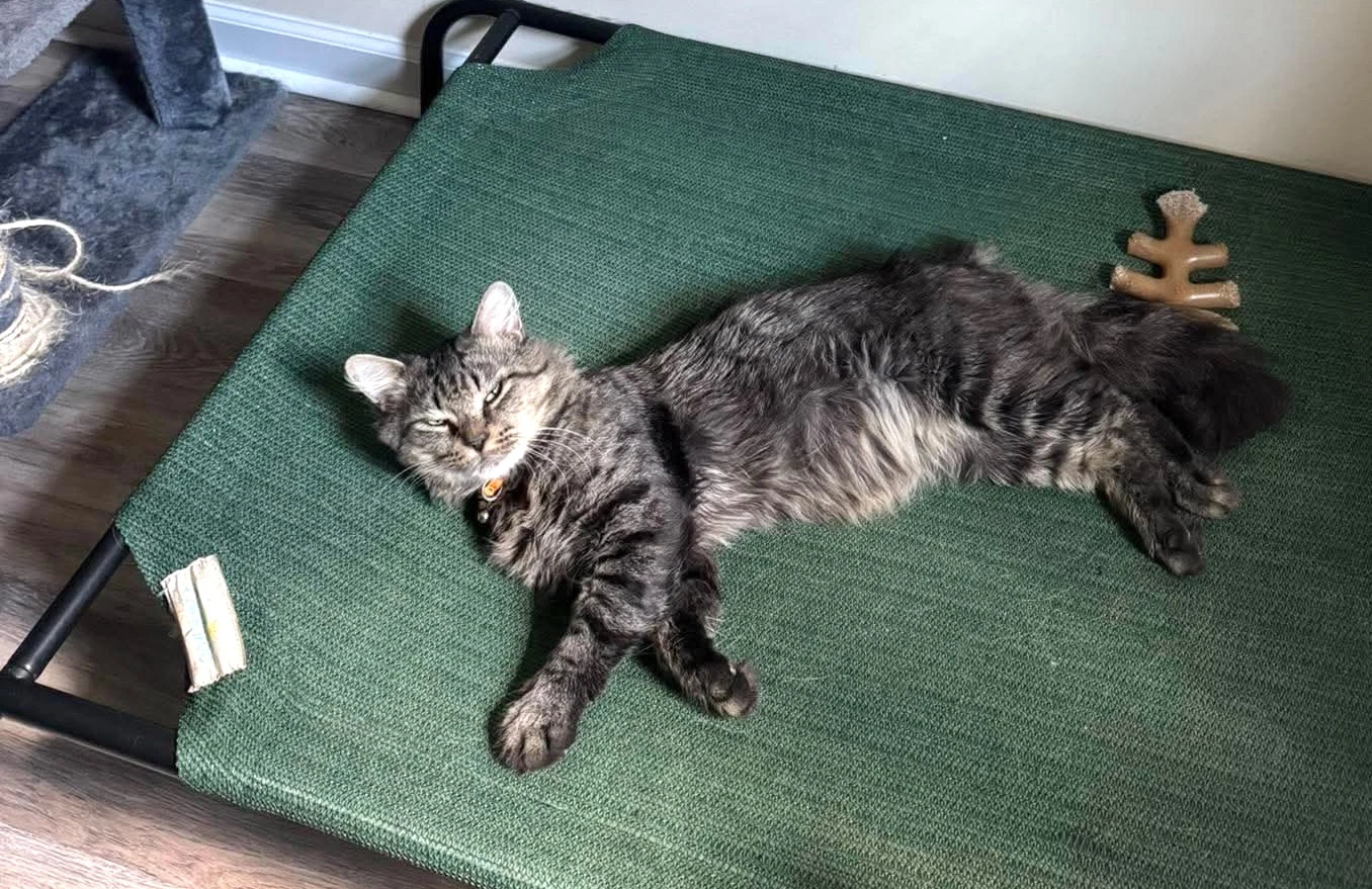Dangle Available For Pre-Adoption