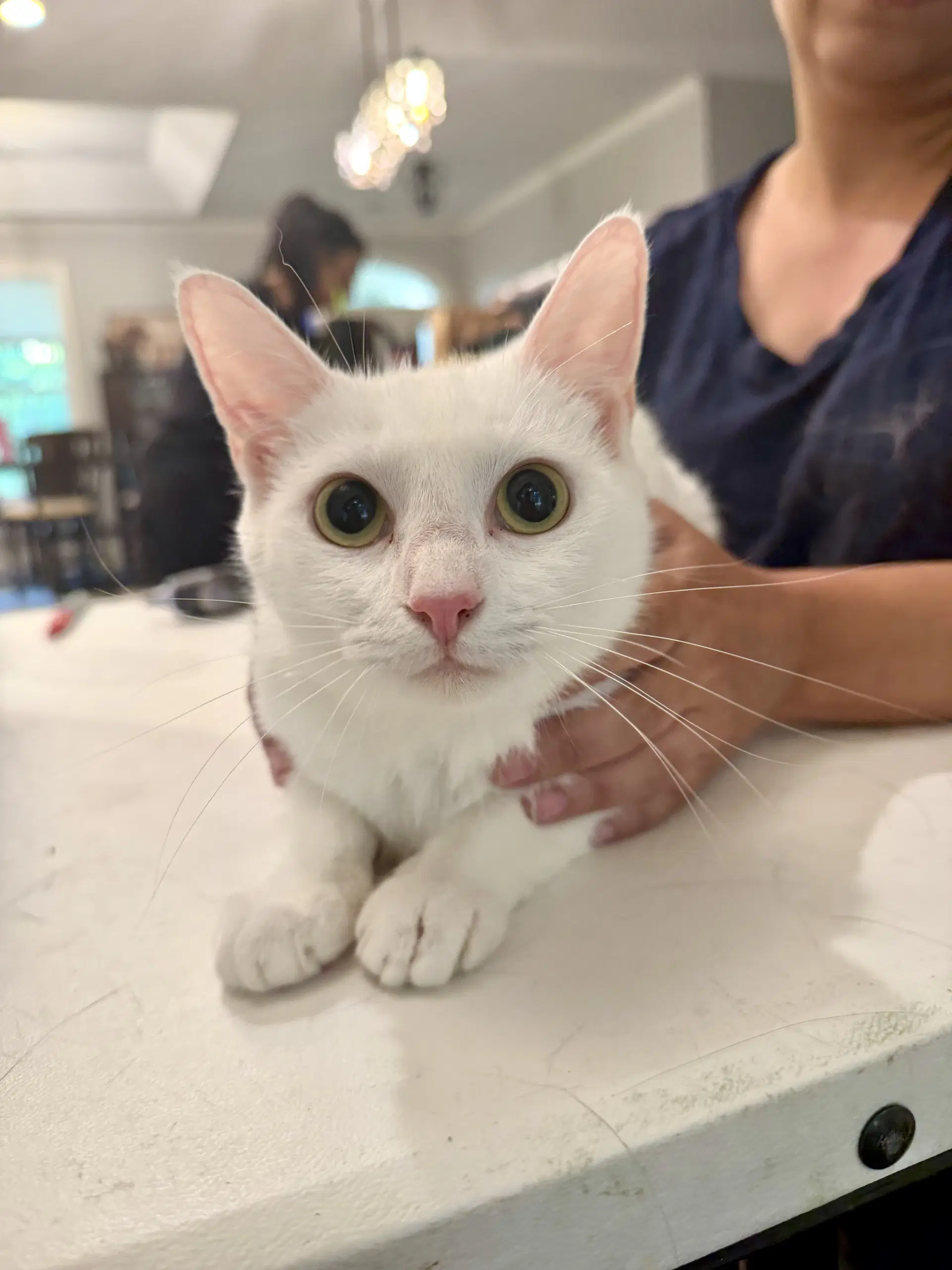 Single White Female Available For Pre-Adoption - Domestic Short Hair