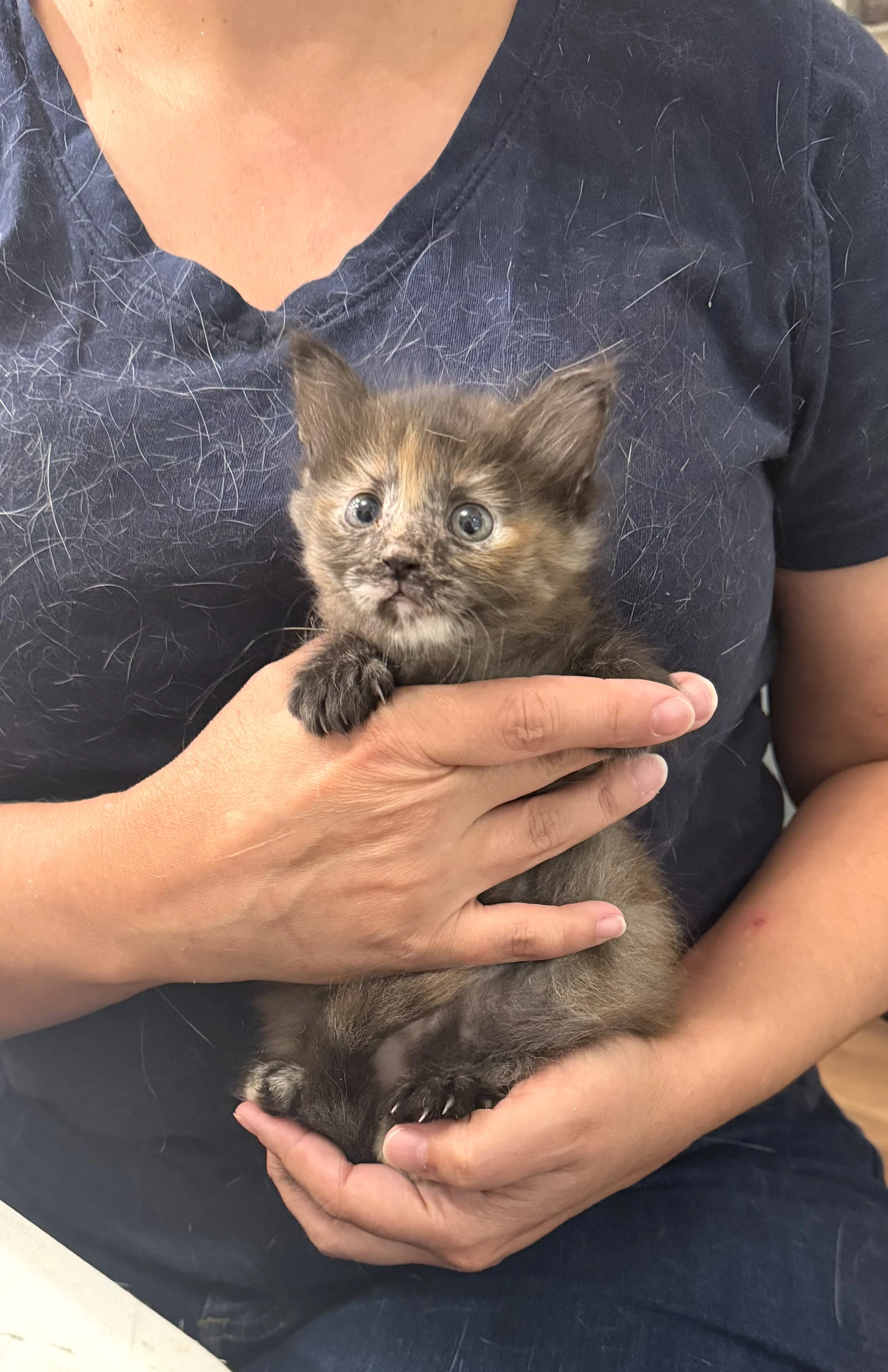 Anchor Baby Available For Pre-Adoption