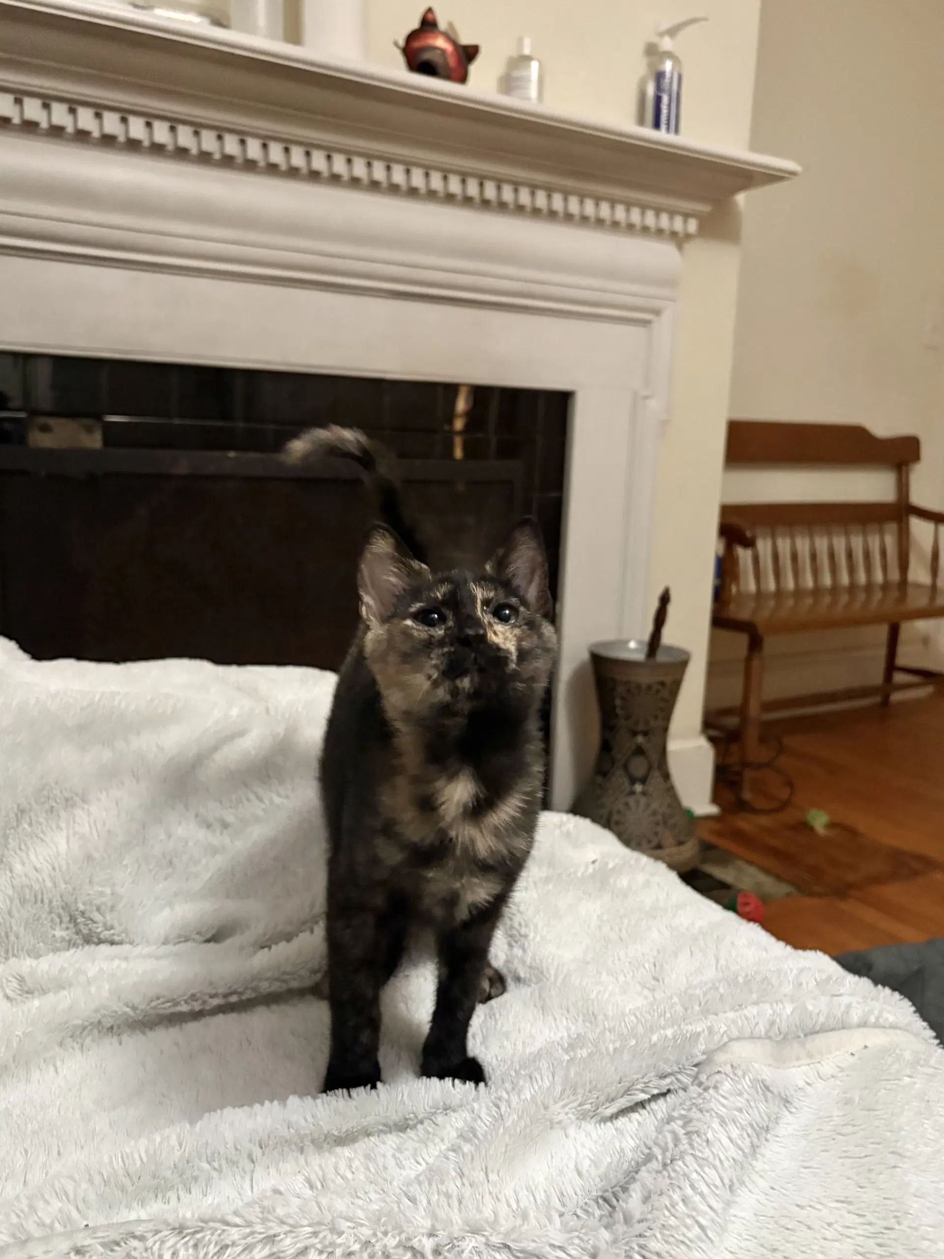 Blockbuster Available For Pre-Adoption - Domestic Short Hair