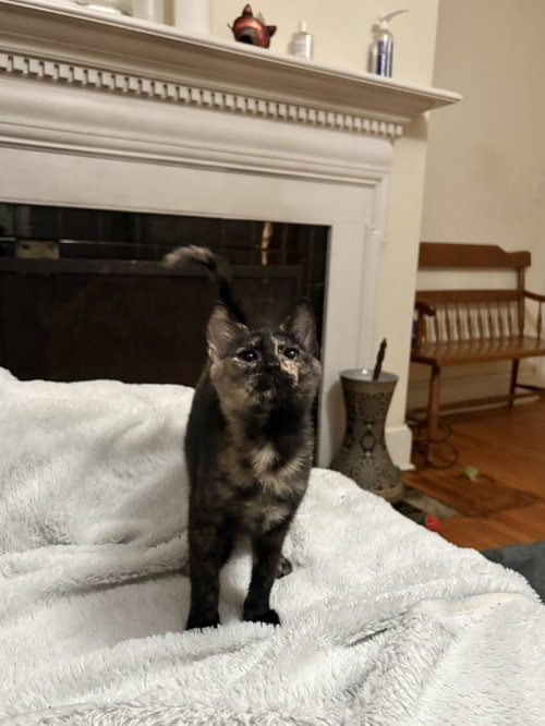 Blockbuster (Available for pre-adoption), a cat for adoption from Cat Around Town Project