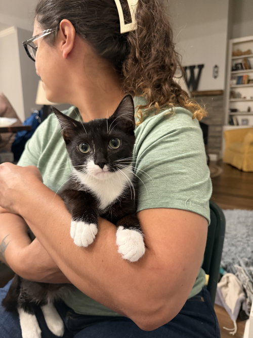 GOAT, a cat for adoption from Cat Around Town Project