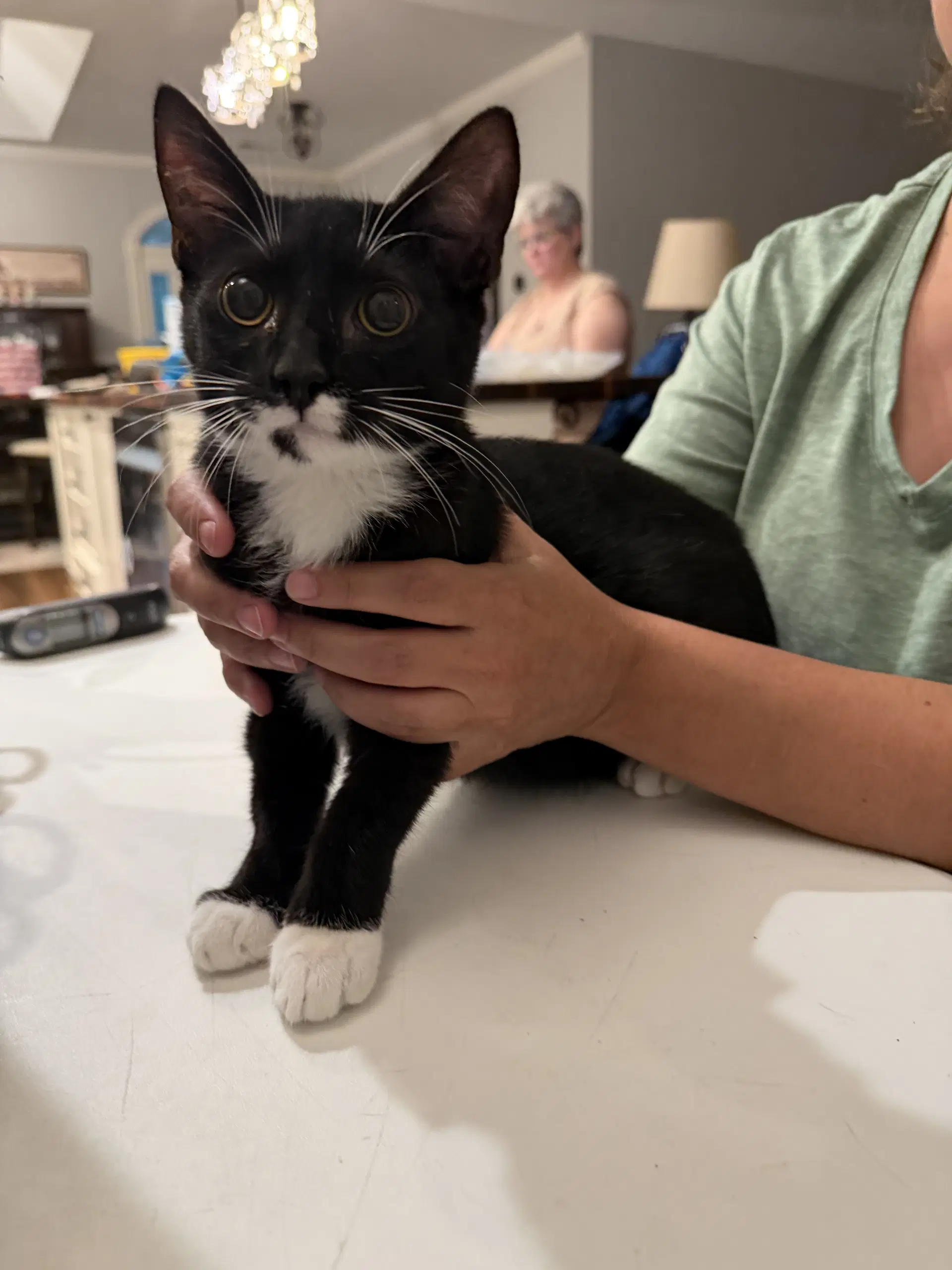 Pinecone Available For Pre-Adoption - Domestic Short Hair