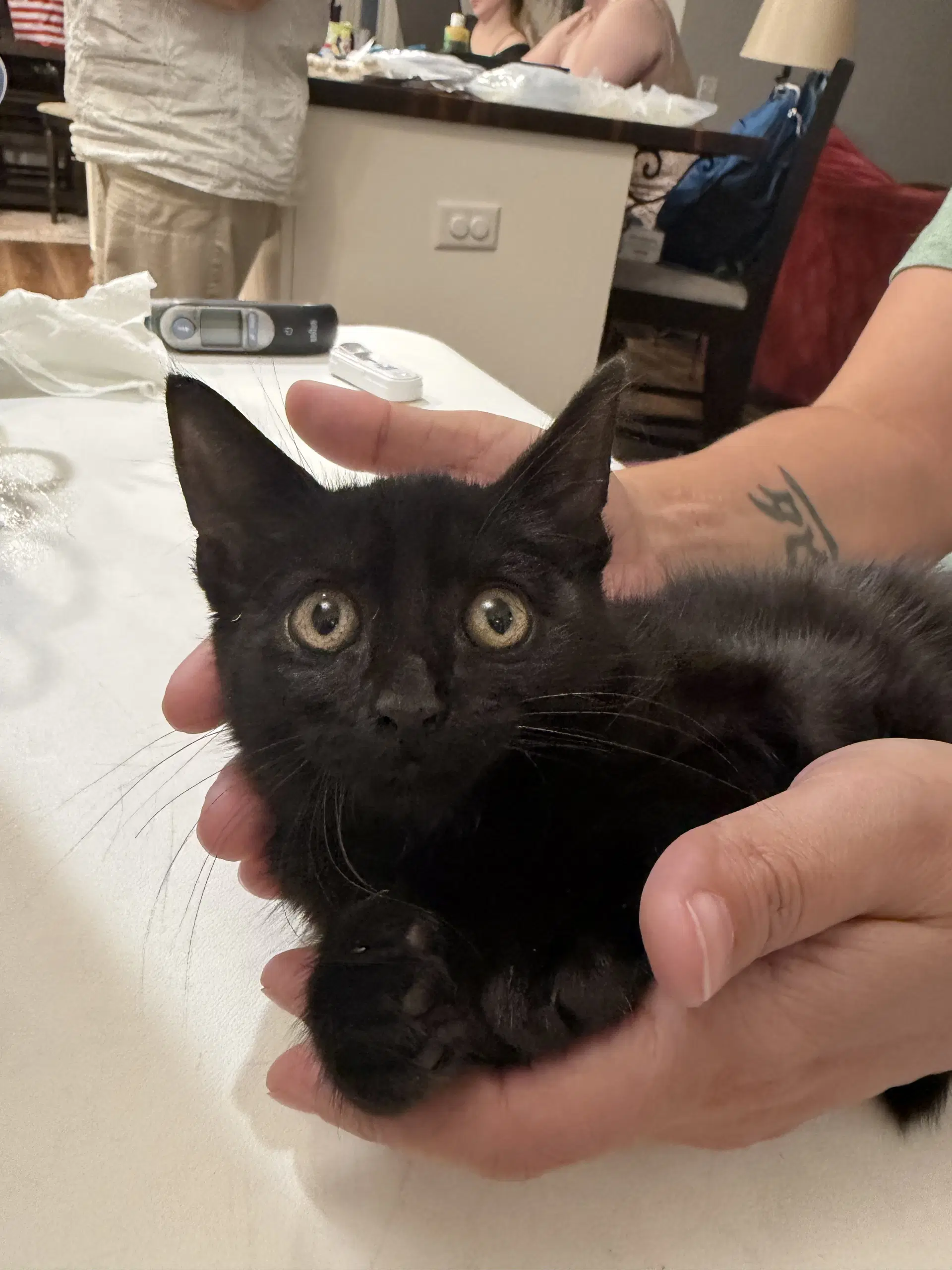 Bruce Wayne Available For Pre-Adoption image 2