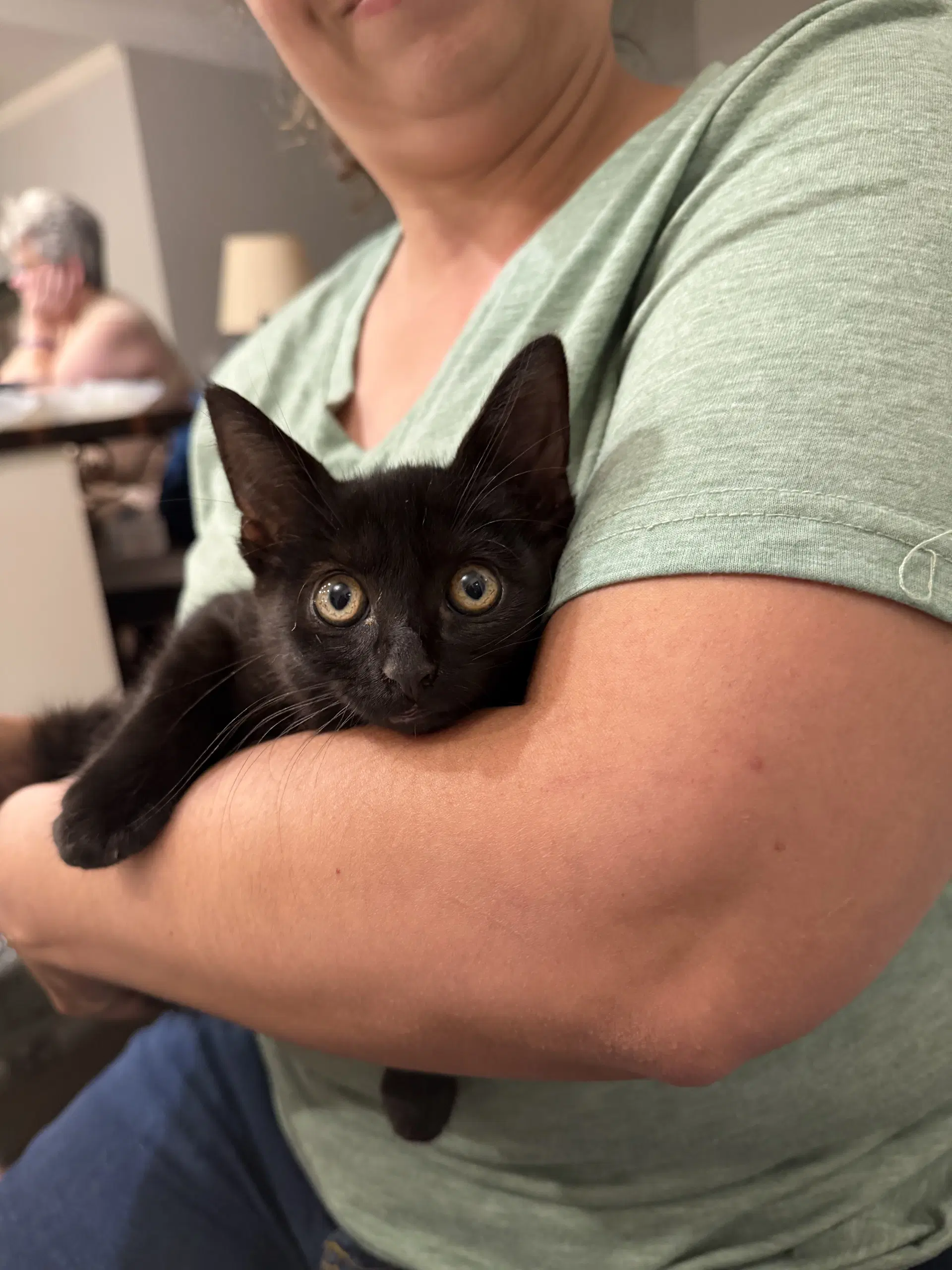 Bruce Wayne Available For Pre-Adoption - Domestic Short Hair