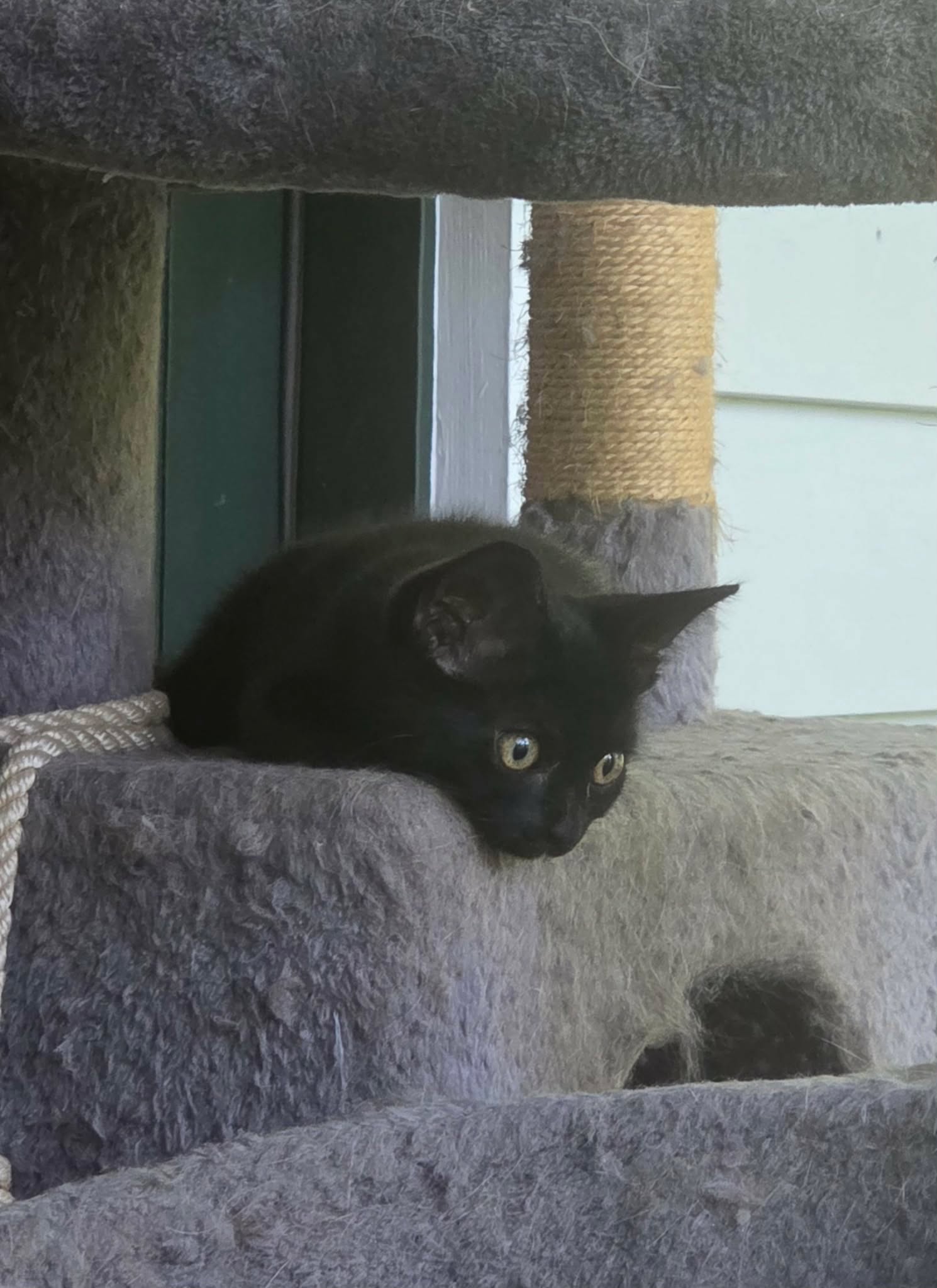 Bruce Wayne (Available for pre-adoption), photo 2