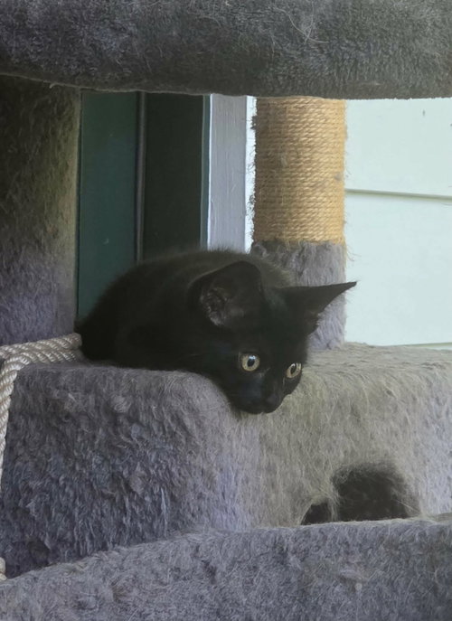 Photo 2 of Bruce Wayne (Available for pre-adoption)