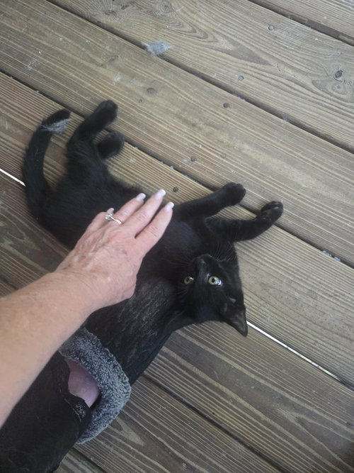 Photo 5 of Bruce Wayne (Available for pre-adoption)