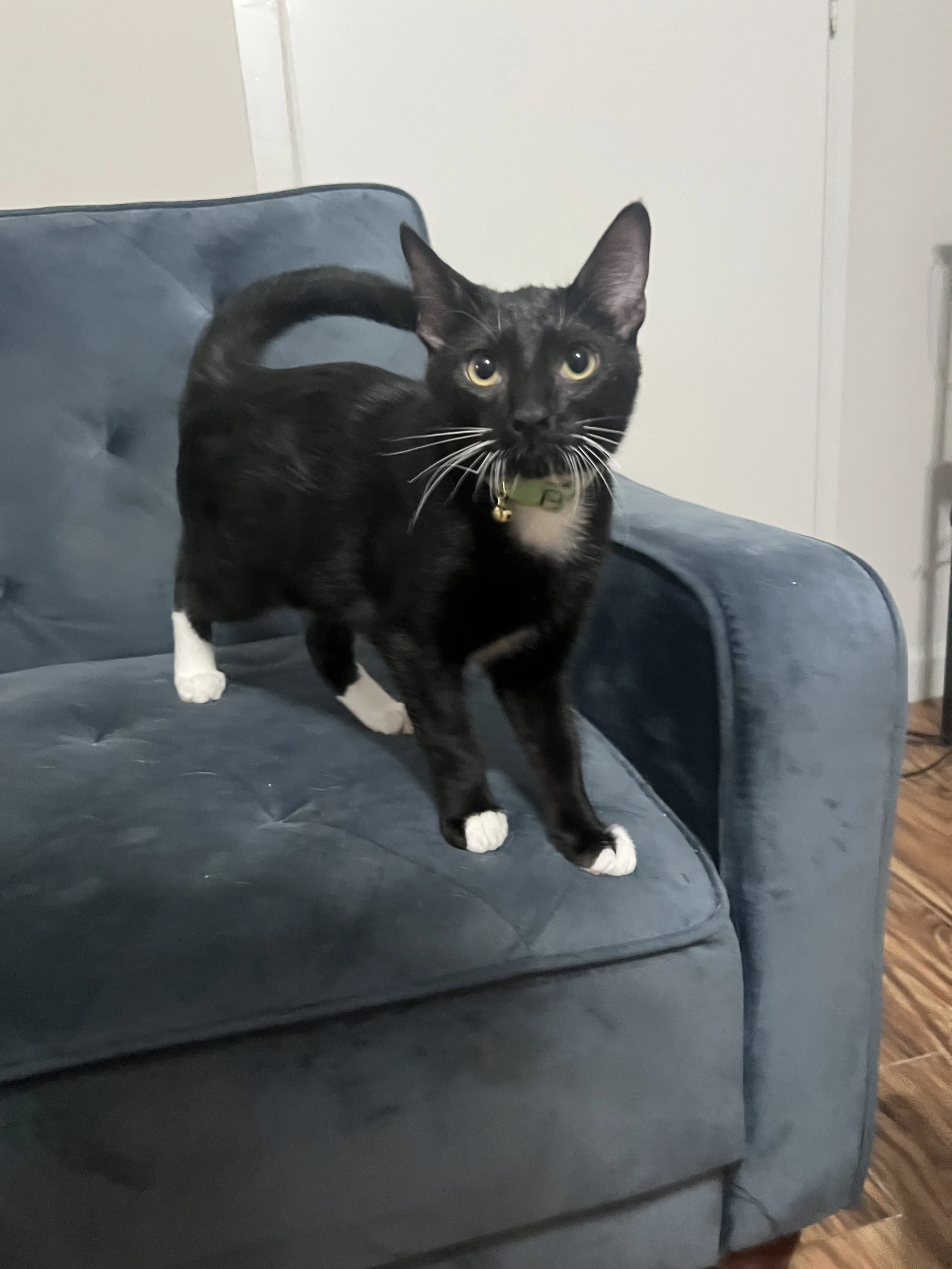 Fozzie Bear Available For Pre-Adoption