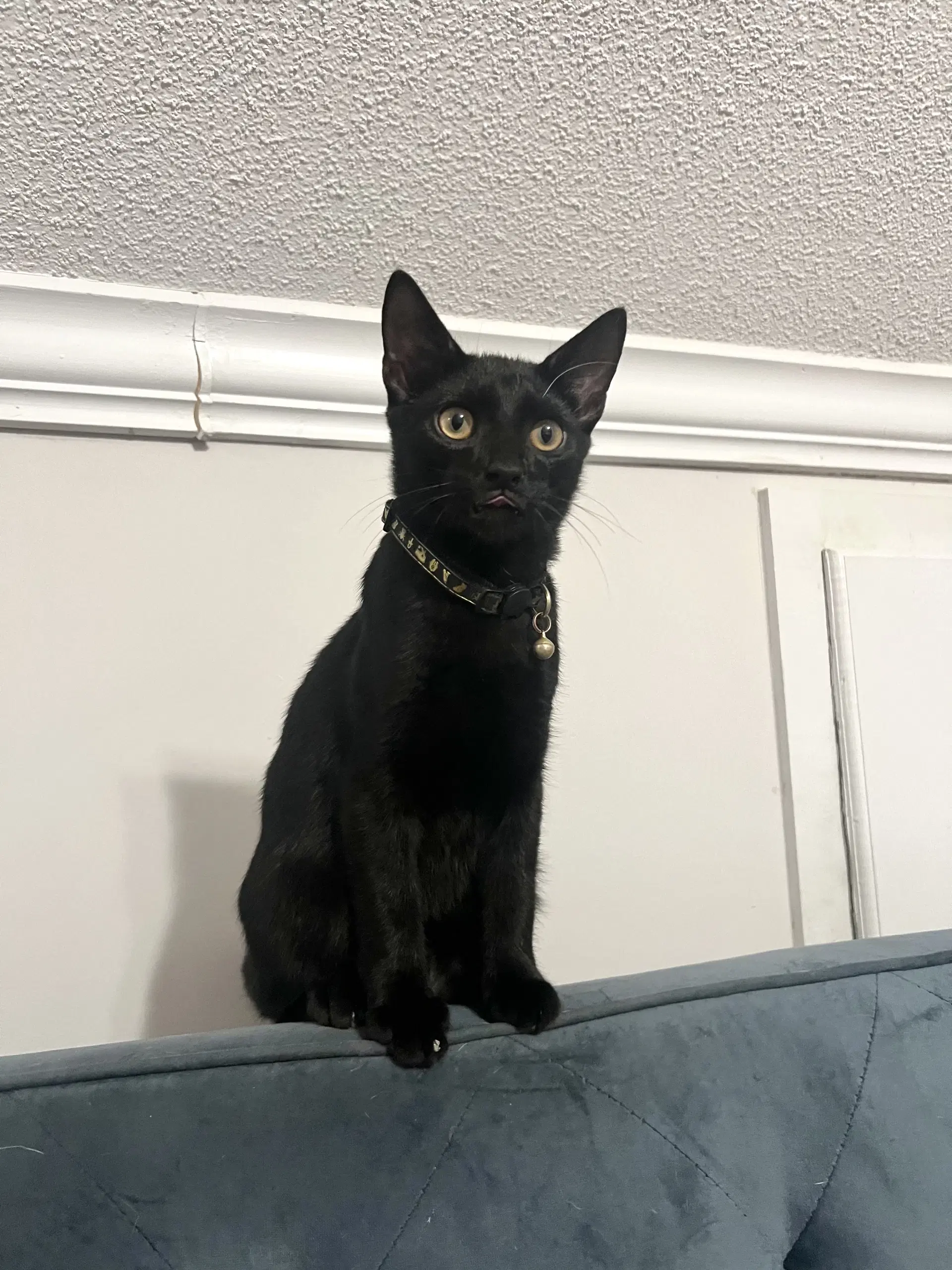Gonzo Available For Pre-Adoption - Domestic Short Hair