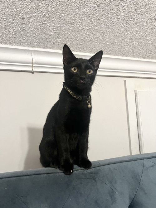 Gonzo, a cat for adoption from Cat Around Town Project
