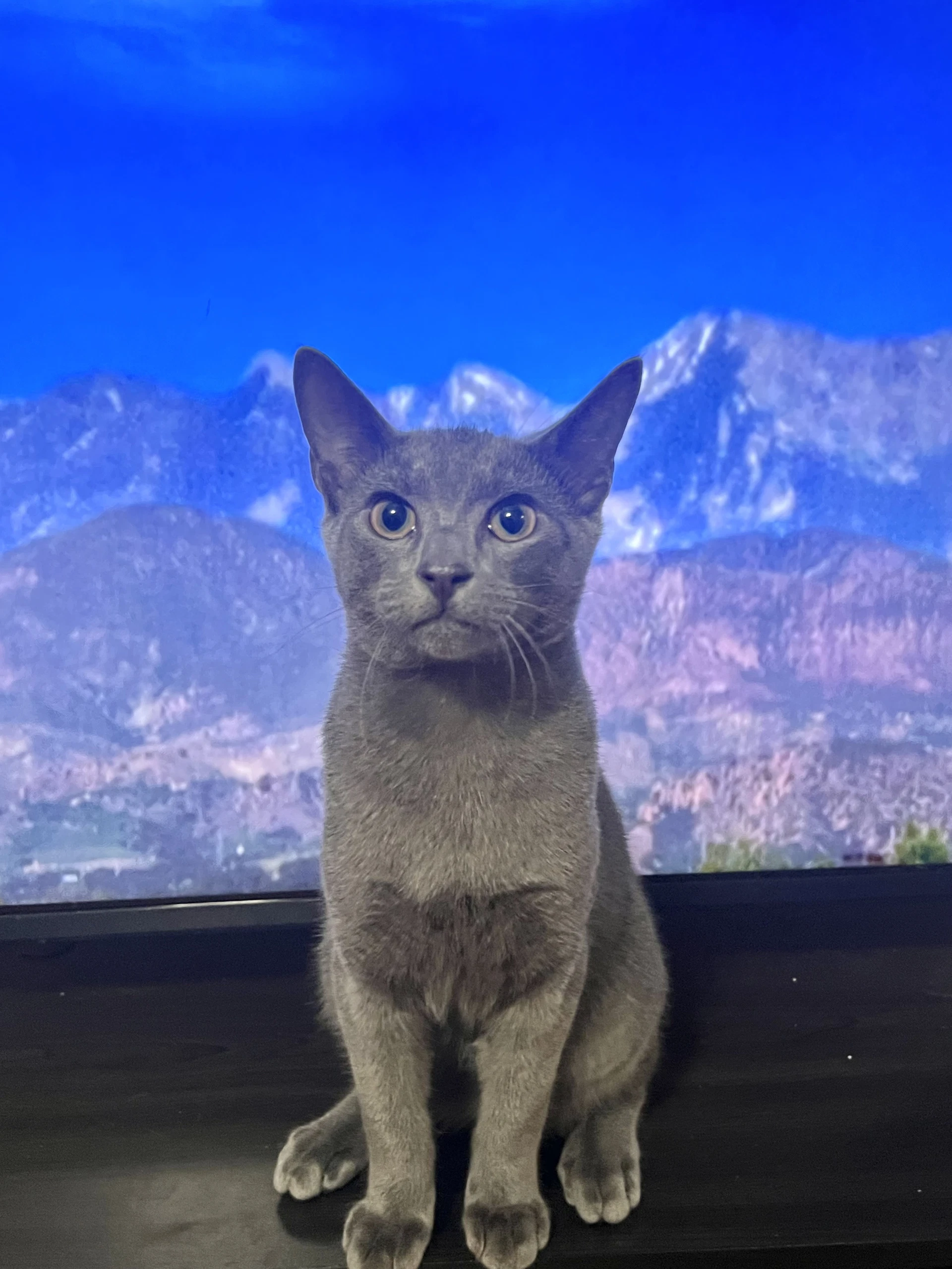 Kermit Available For Pre-Adoption