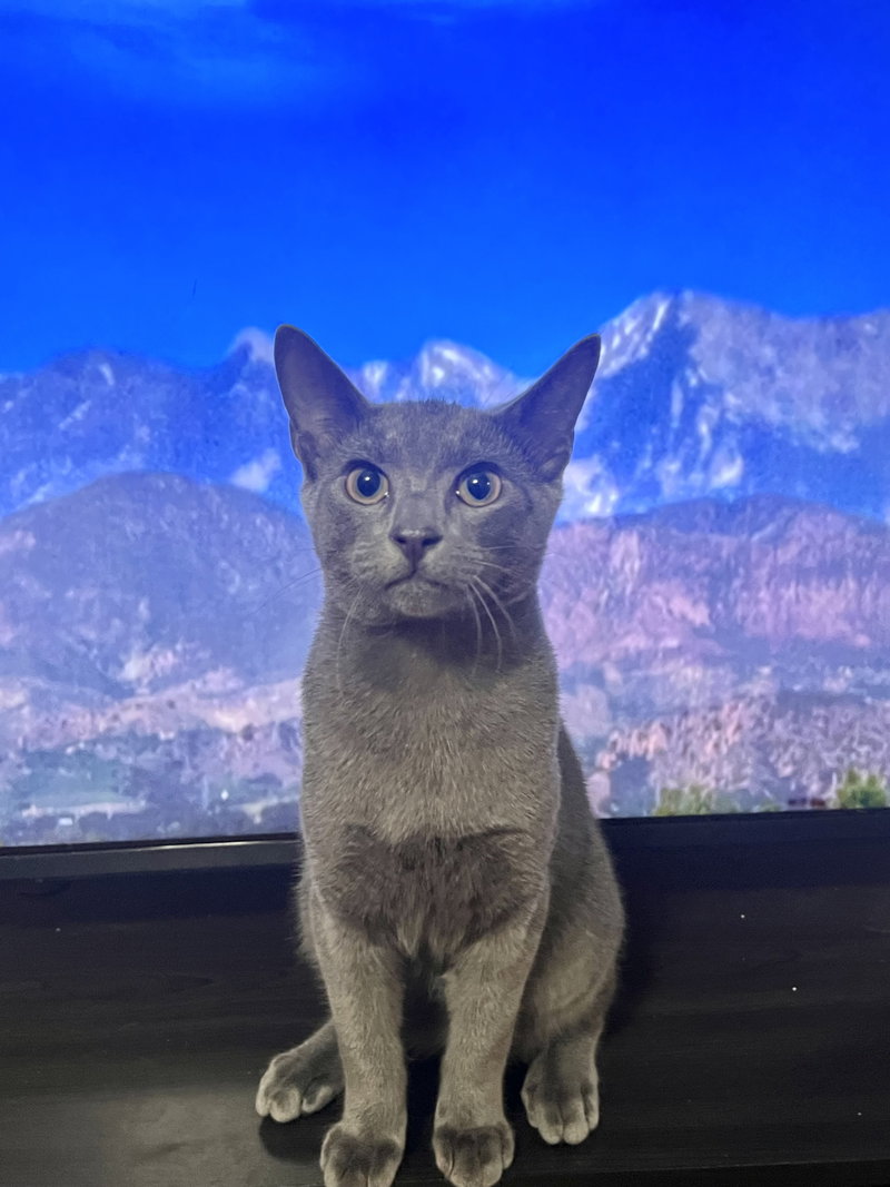 Kermit, a male Russian Blue cat up for adoption