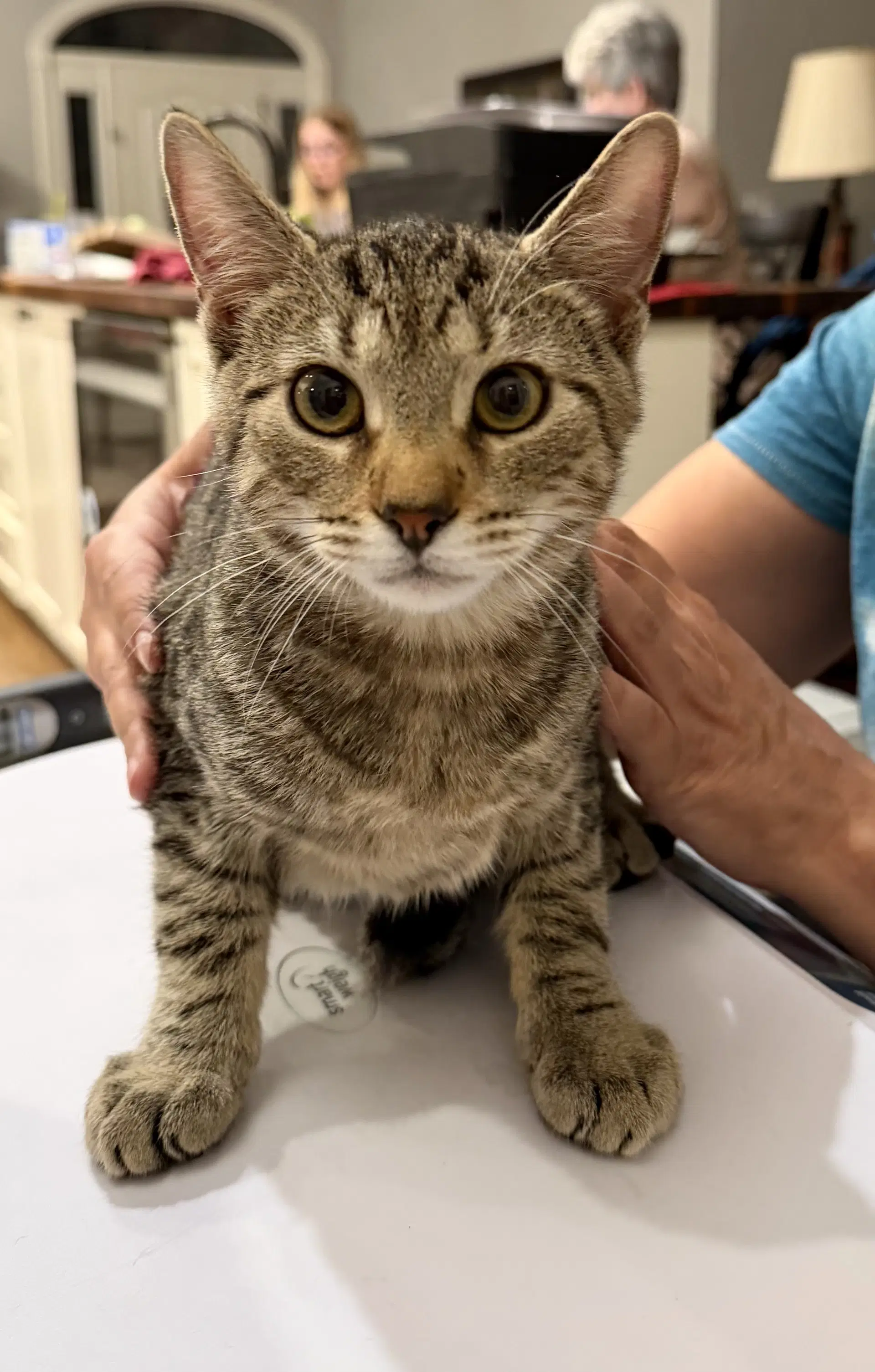 Cosmo Available For Pre-Adoption - Domestic Short Hair