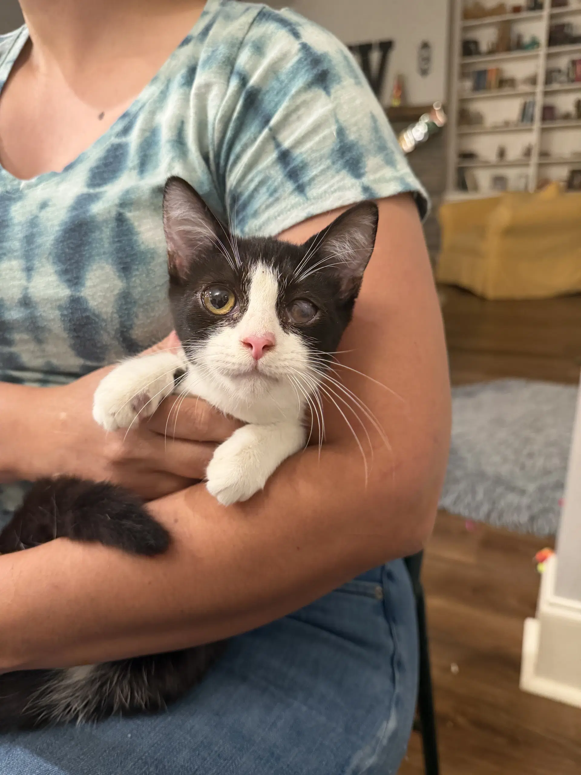 Odette Available For Pre-Adoption - Domestic Short Hair