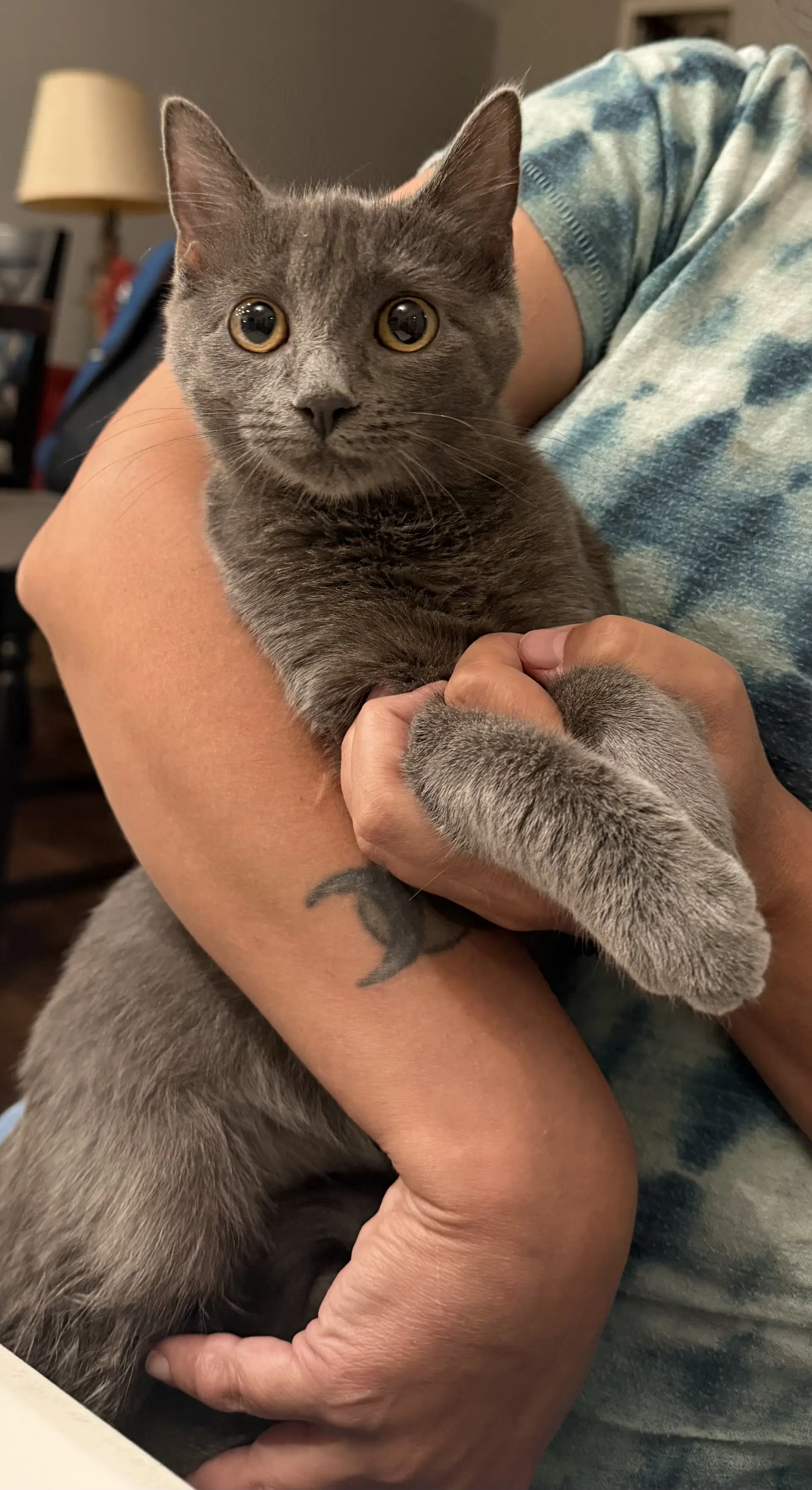 Asphalt Queen Available For Pre-Adoption - Russian Blue