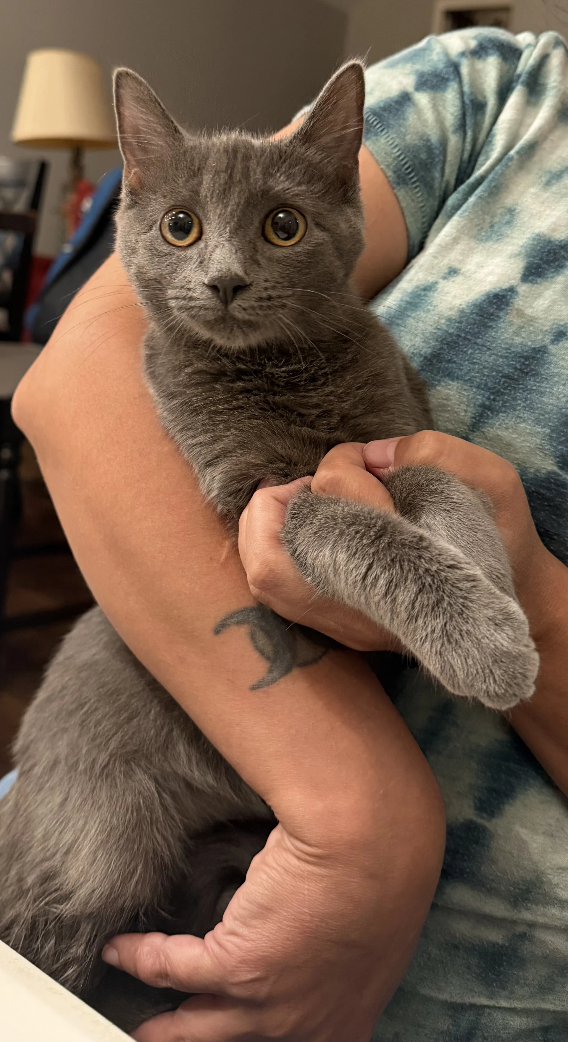 Asphalt Queen Available For Pre-Adoption