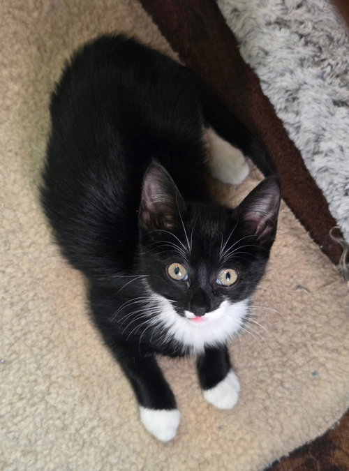 Big Pippin' (Available for pre-adoption), a cat for adoption from Cat Around Town Project