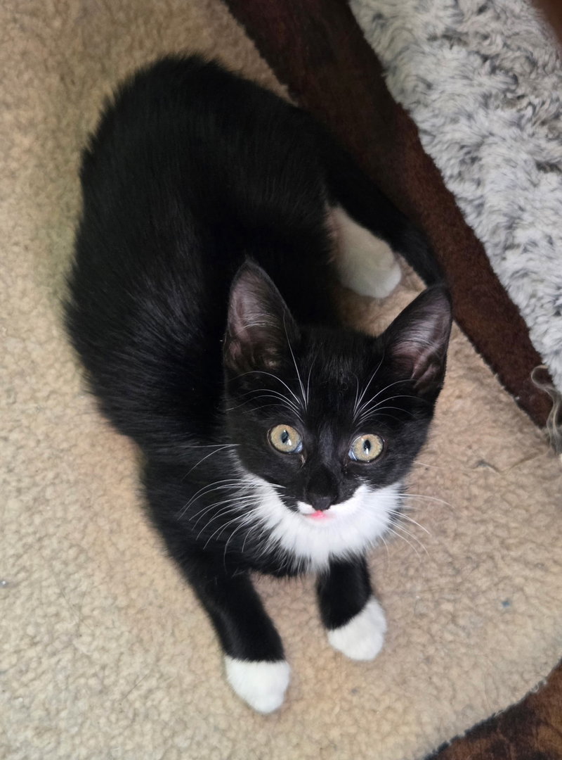 Big Pippin', a female cat up for adoption