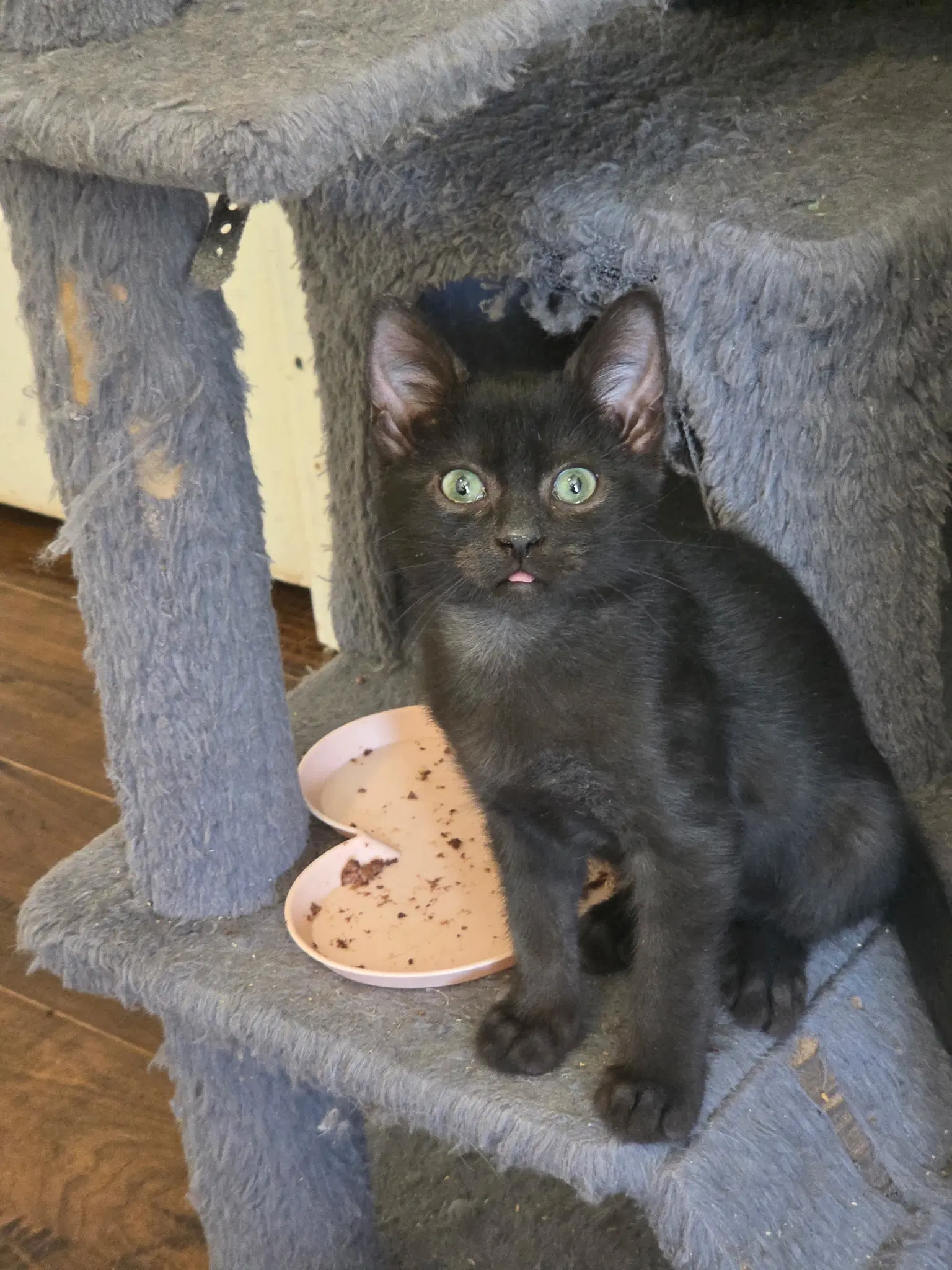 A Pip Pip Purray - Domestic Short Hair