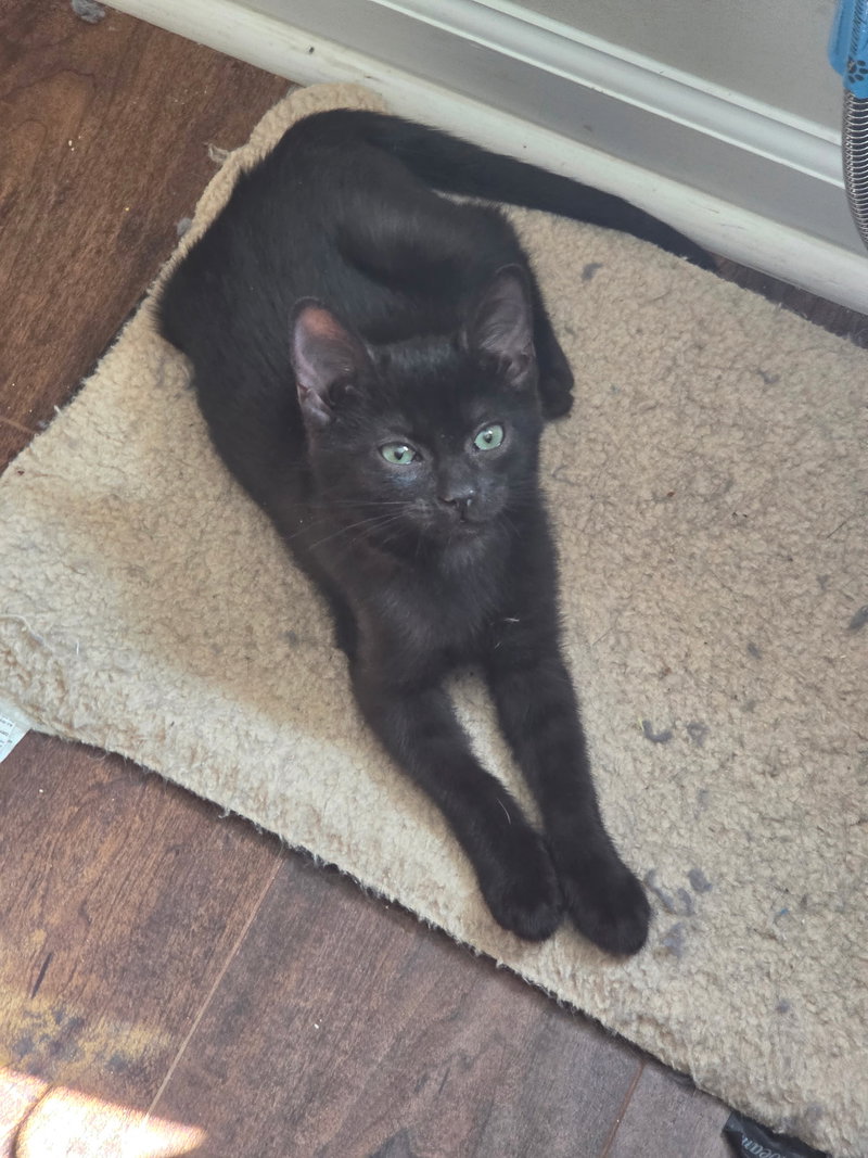 A Pip Pip Purray, a male cat up for adoption