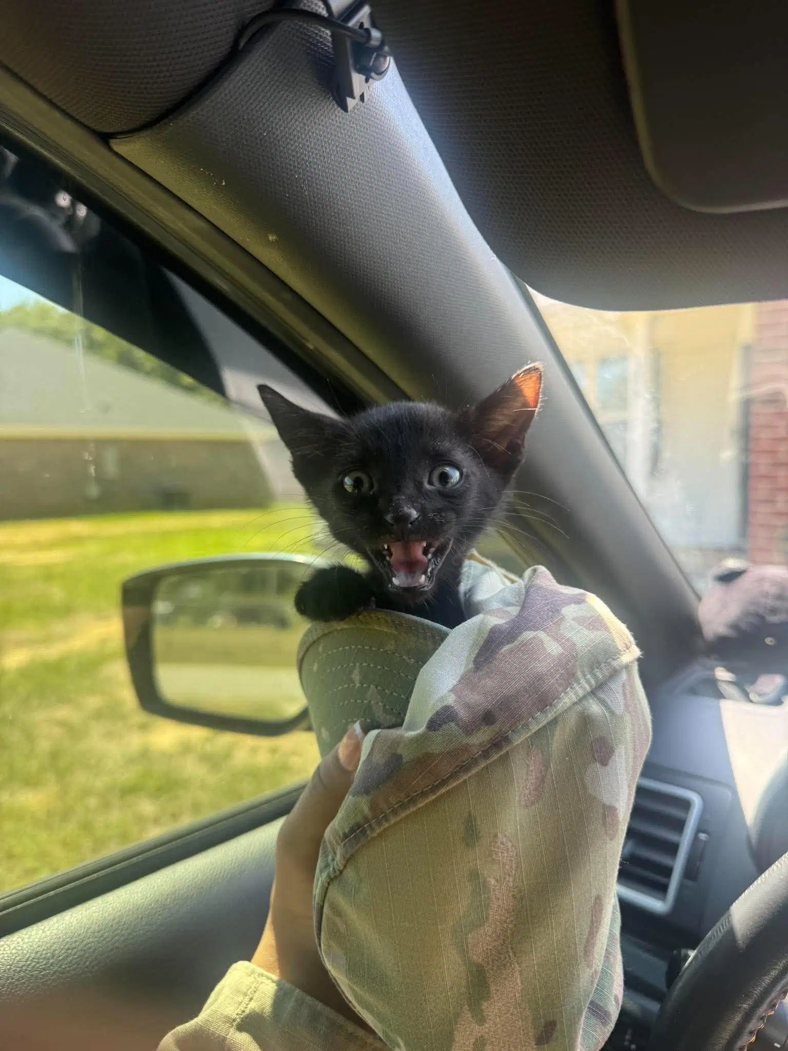 Sweet T - Domestic Short Hair