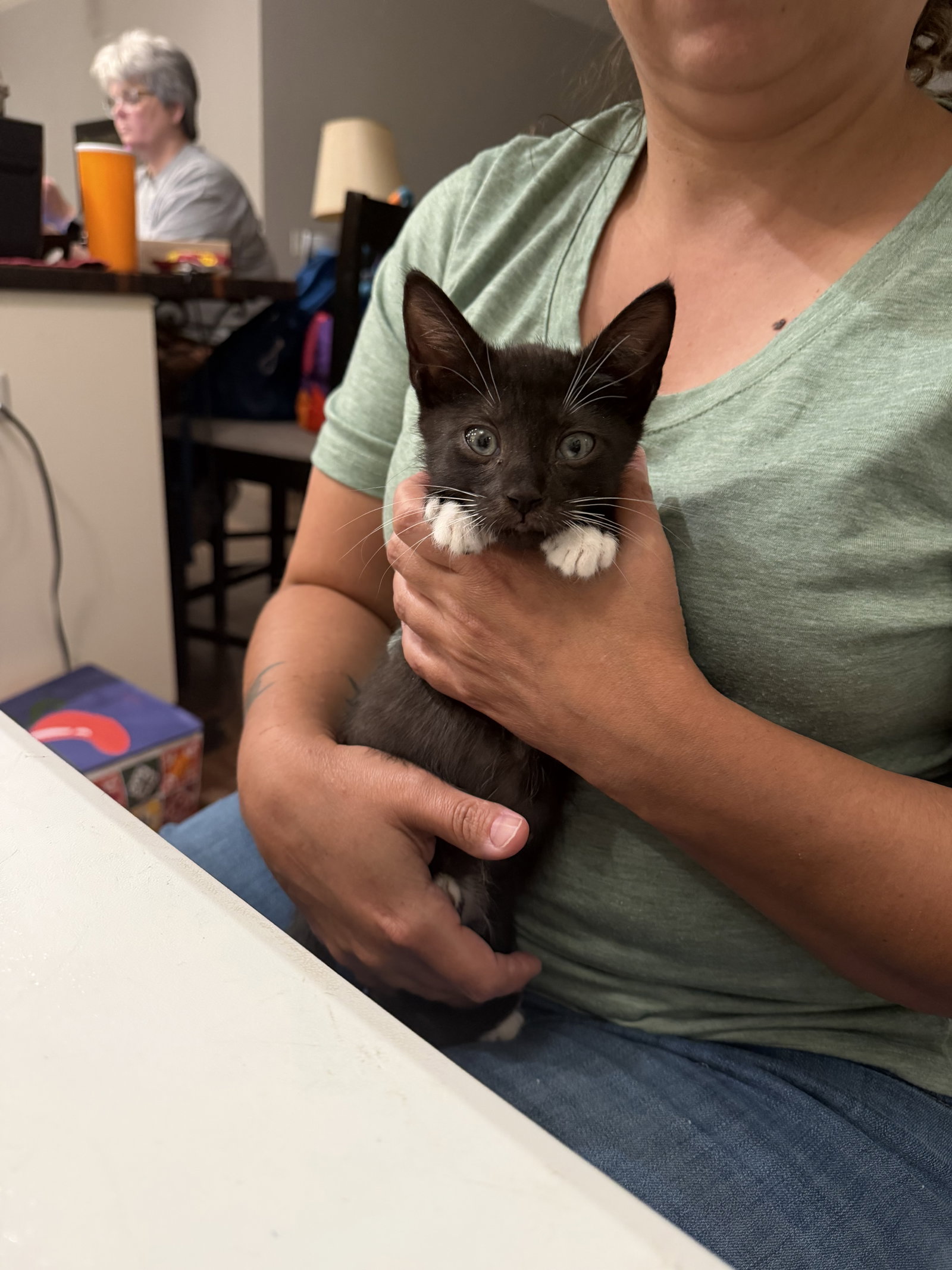 Knockout (Available for pre-adoption)