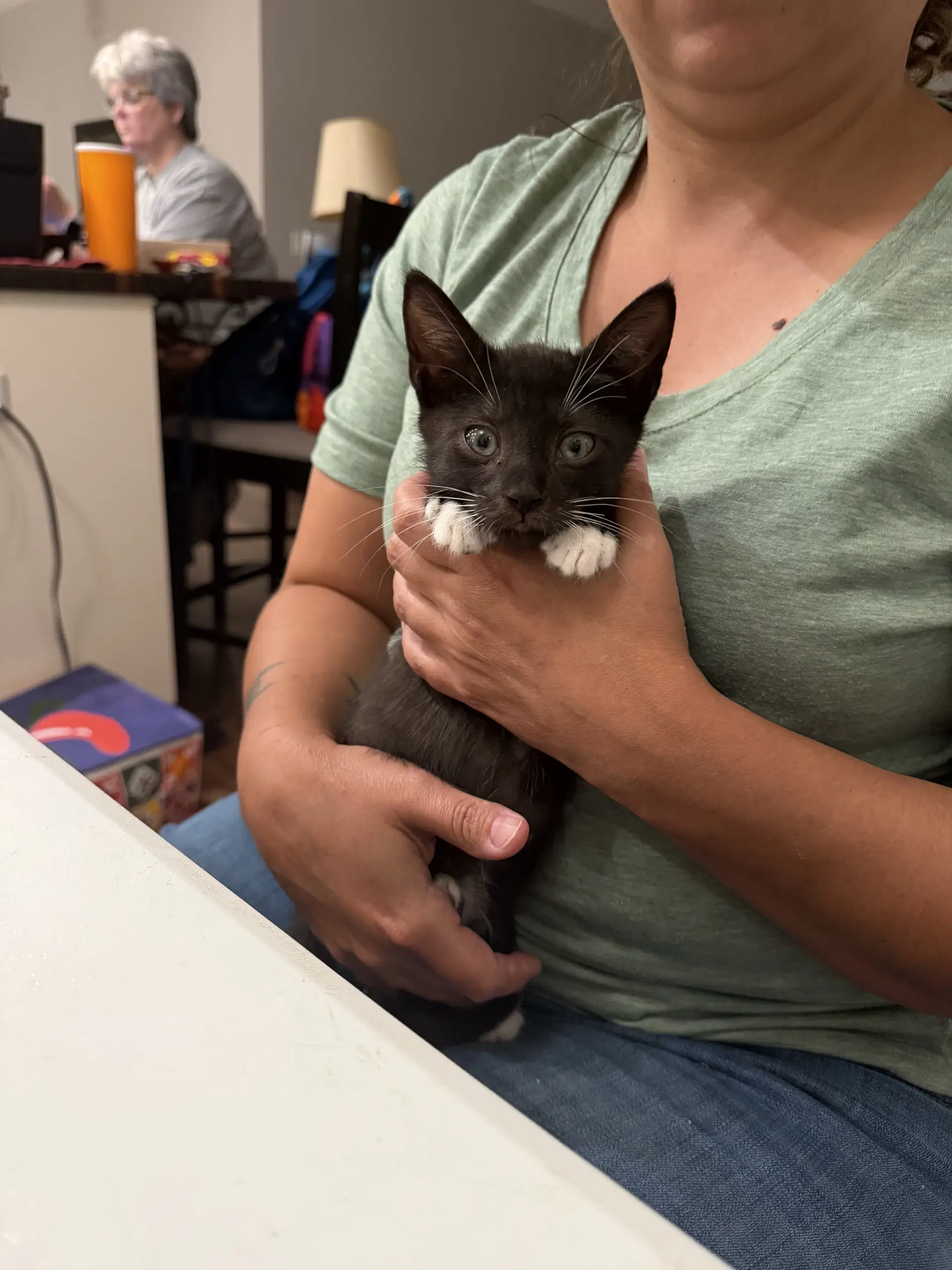 Knockout Available For Pre-Adoption - Domestic Short Hair