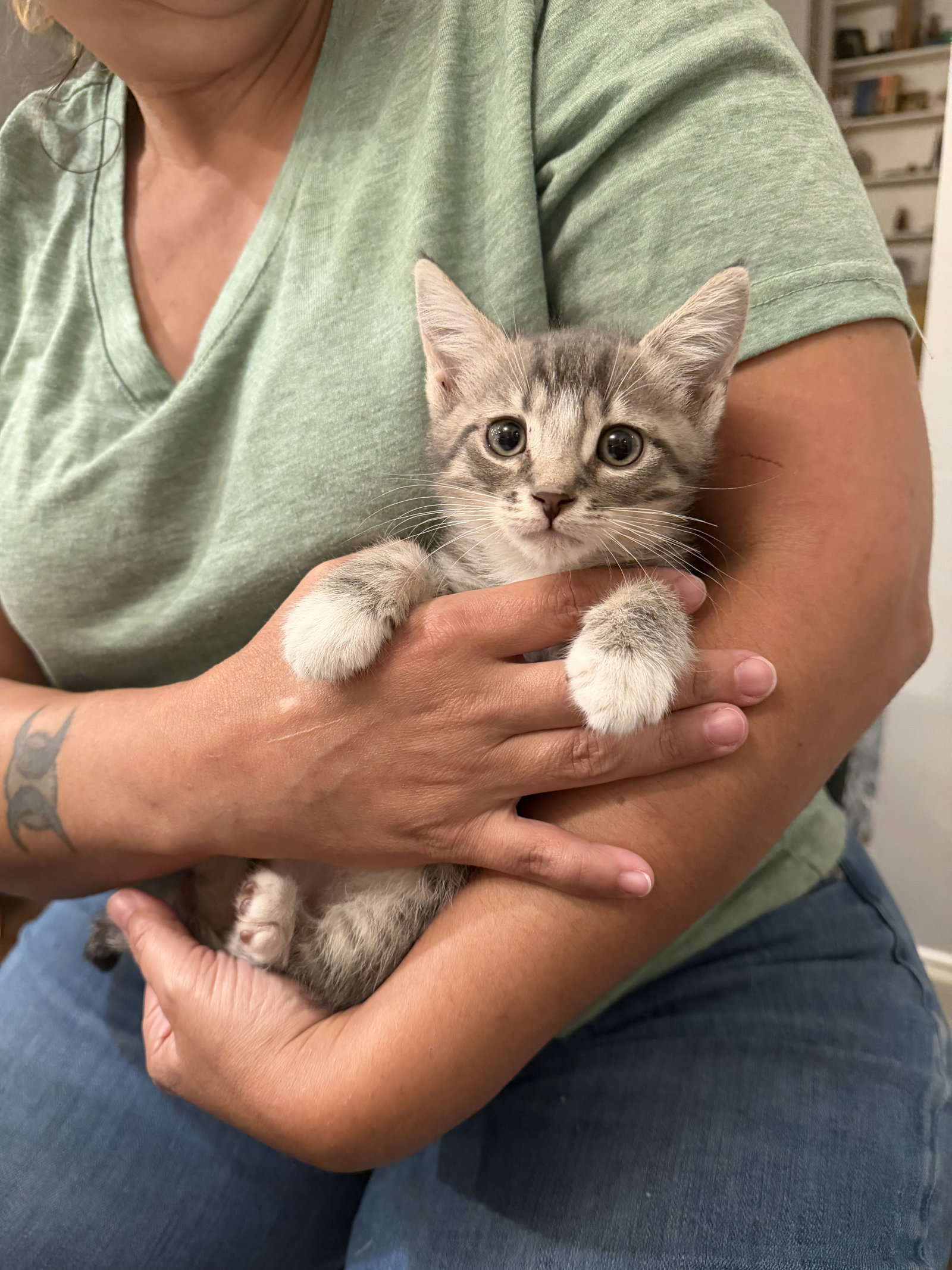 Punch (Available for pre-adoption)
