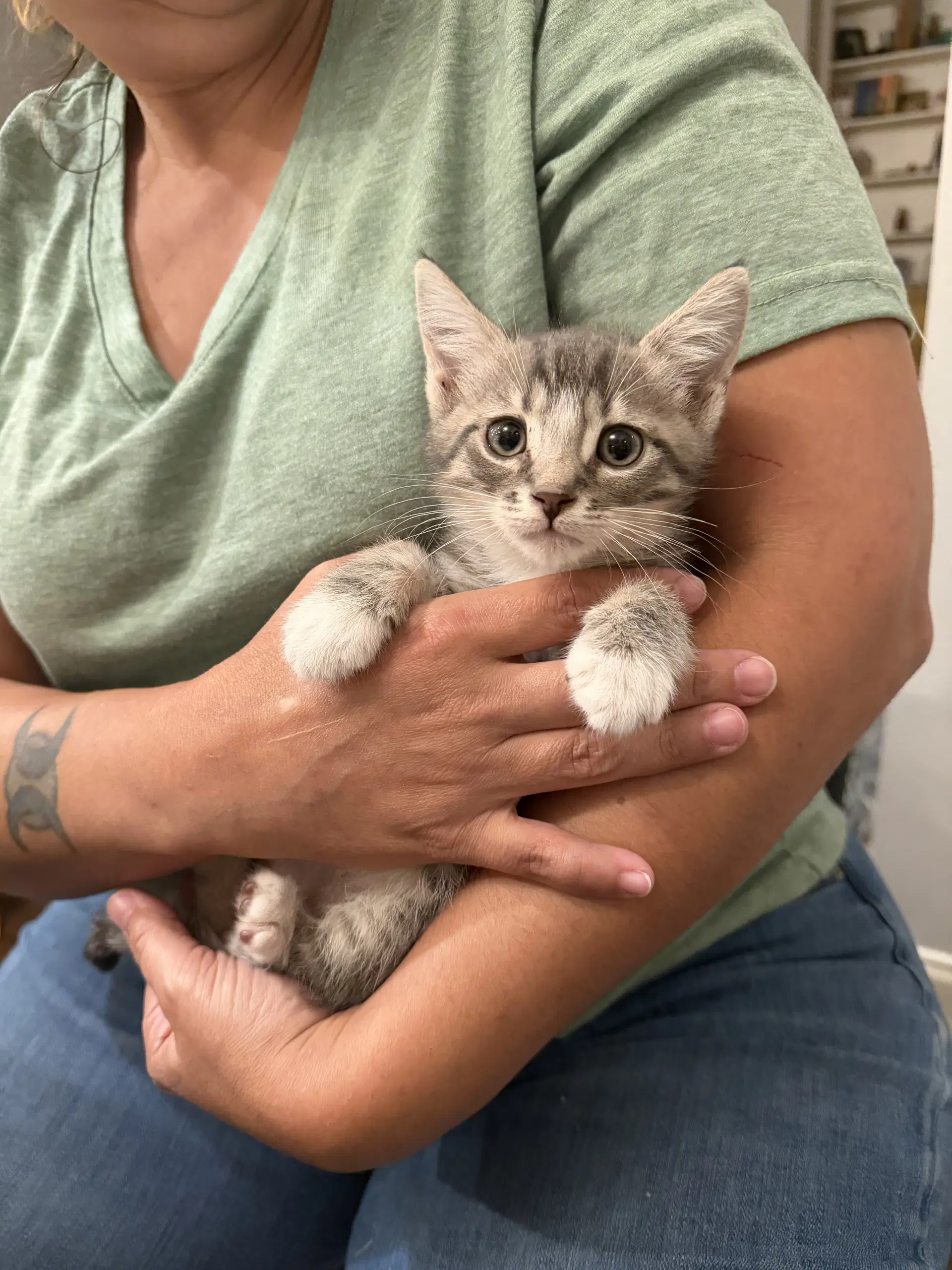 Punch Available For Pre-Adoption - Domestic Short Hair