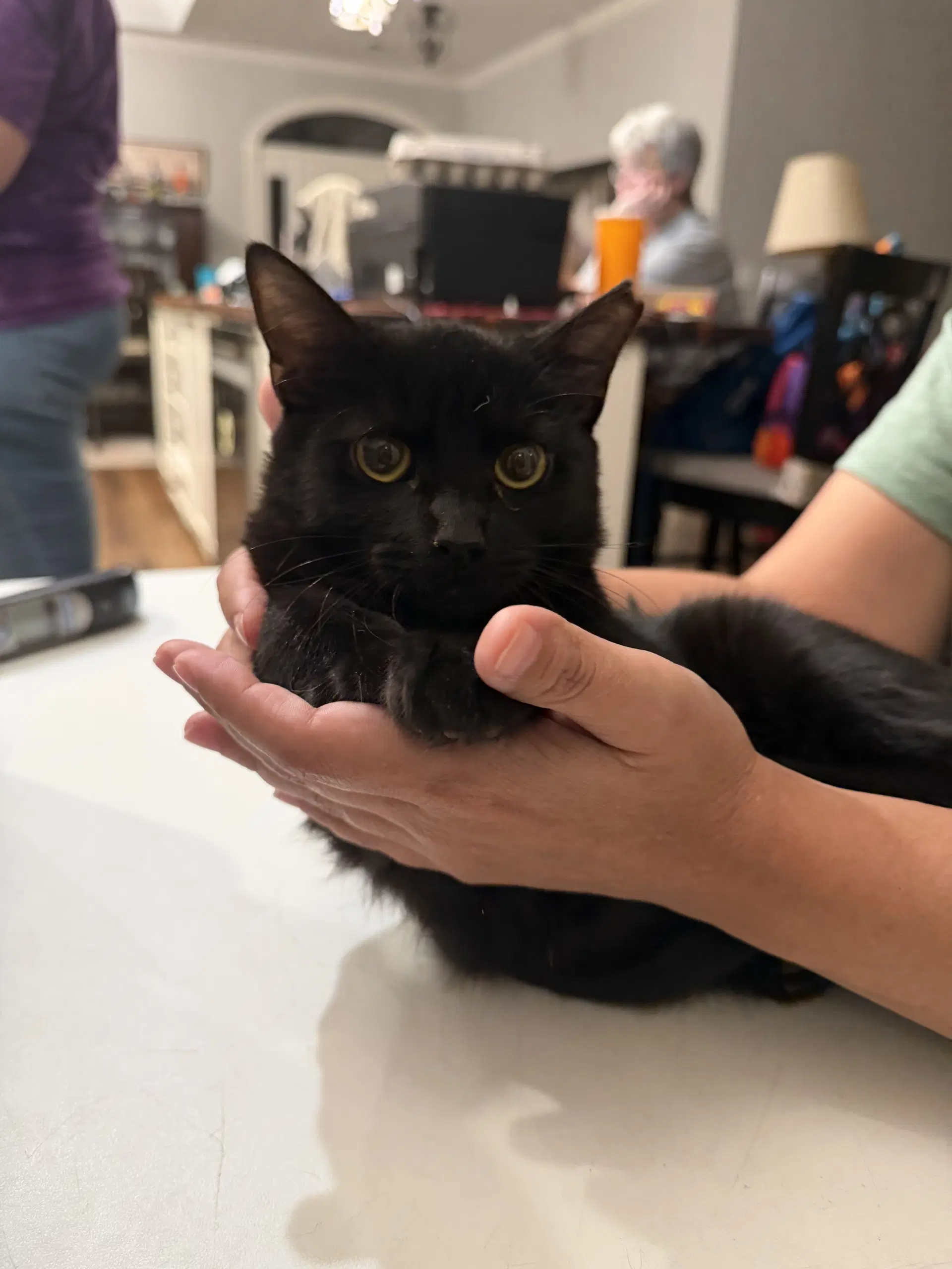 Void - Domestic Short Hair