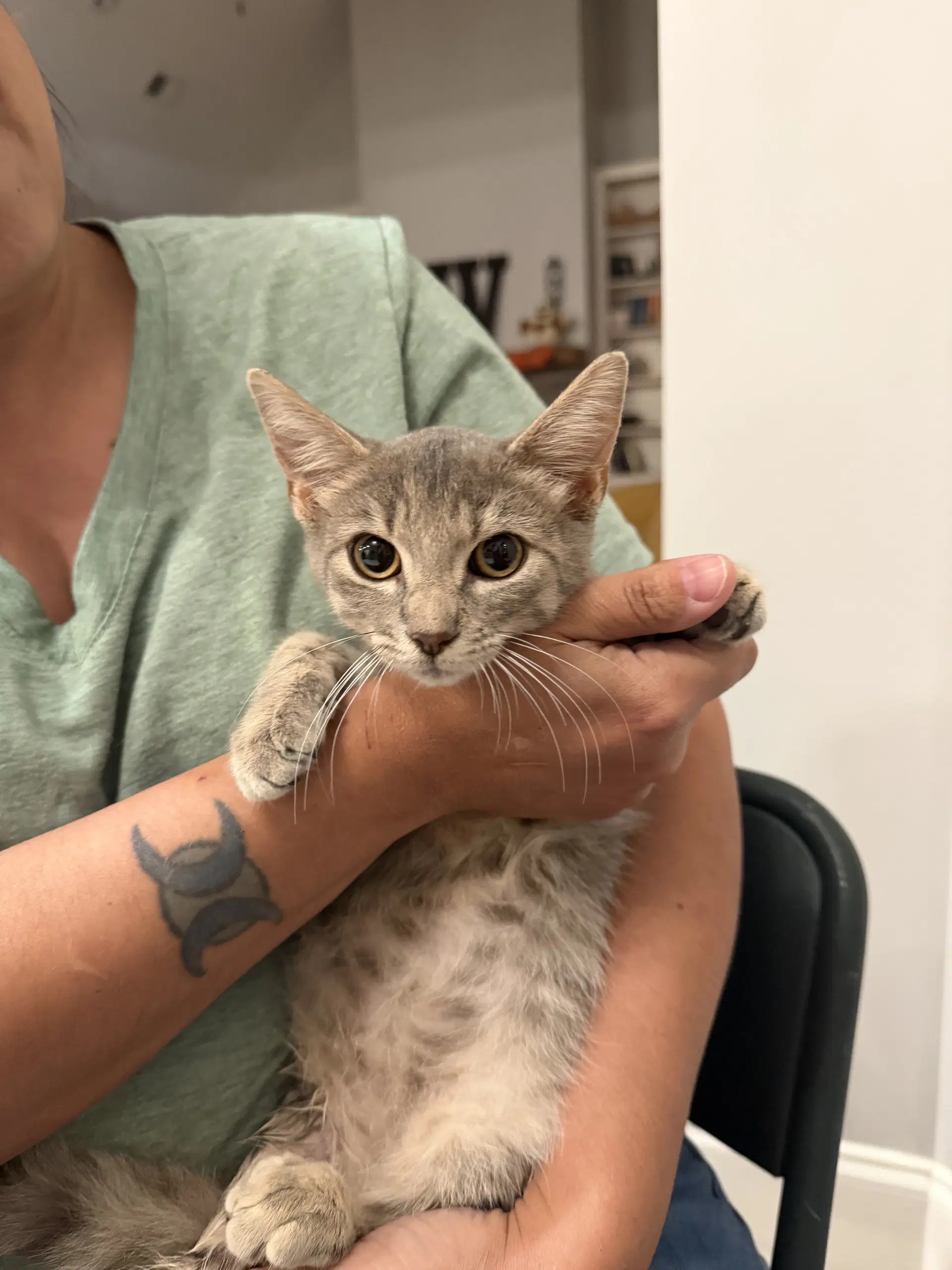 Quantum Available For Pre-Adoption - Domestic Short Hair