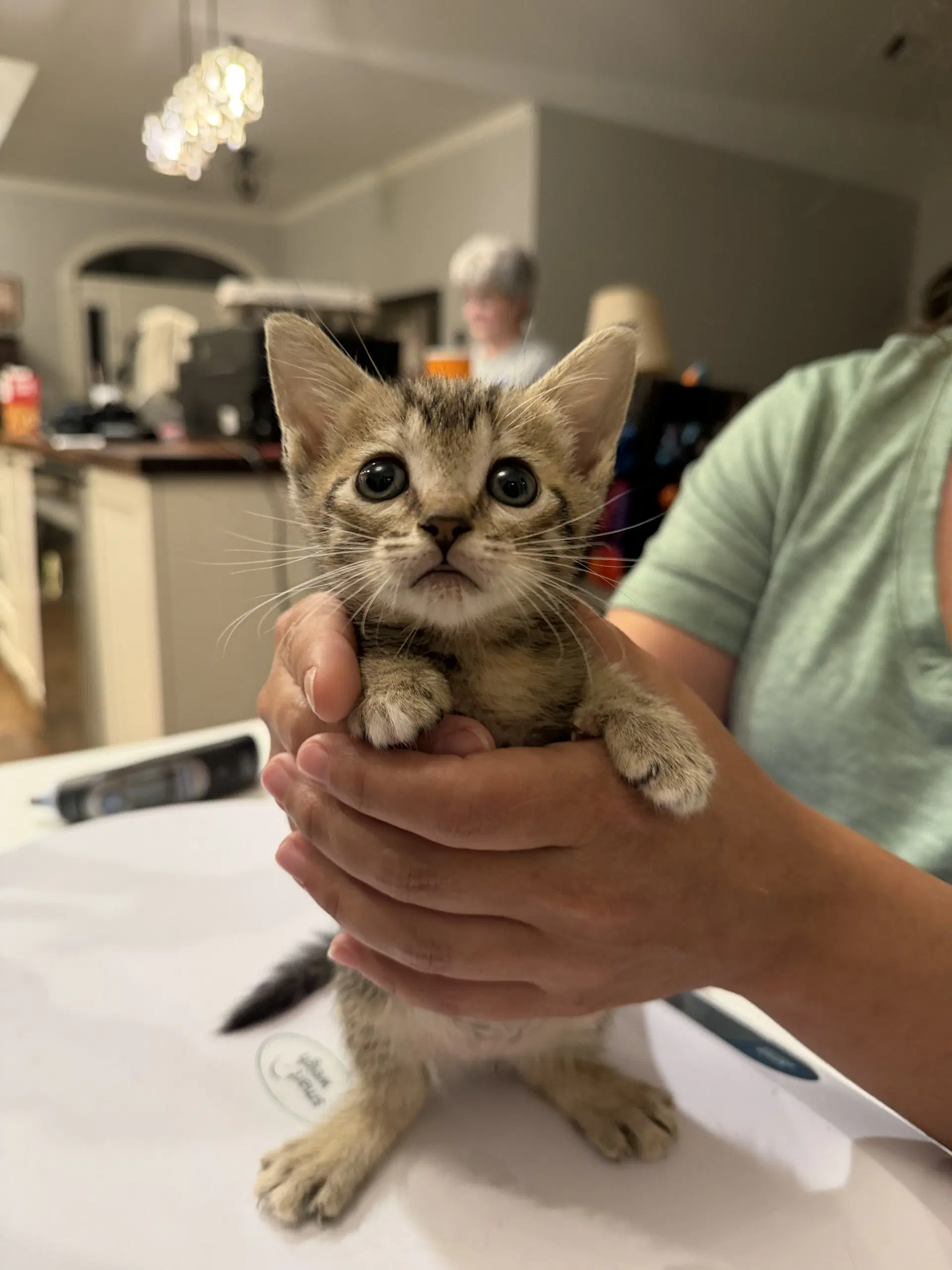 Featherweight Available For Pre-Adoption - Domestic Short Hair