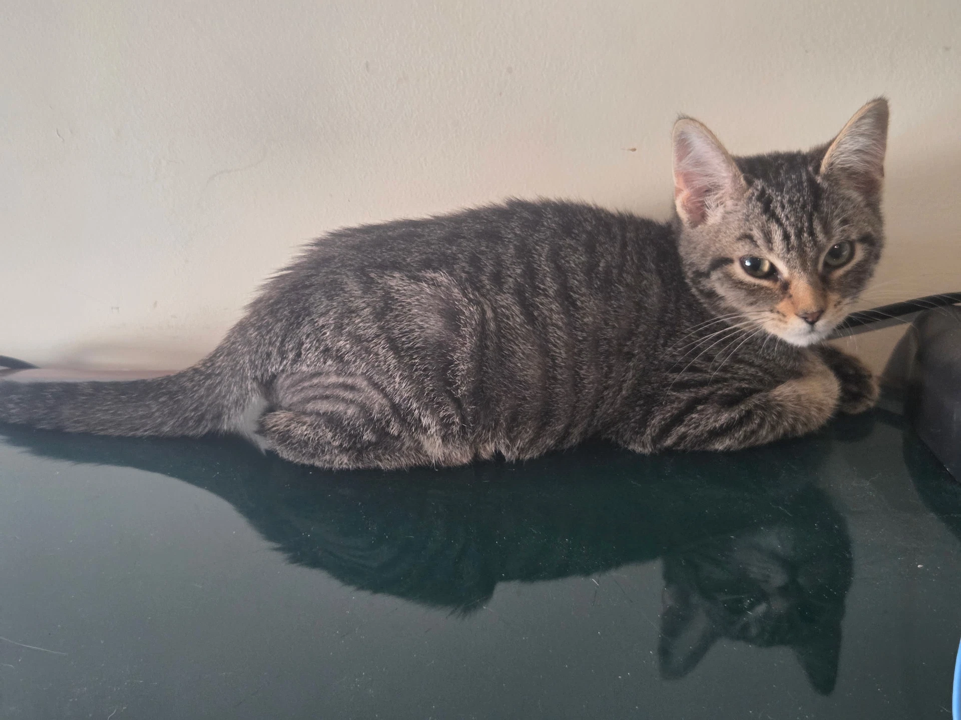 A Pip Crew Available For Pre-Adoption