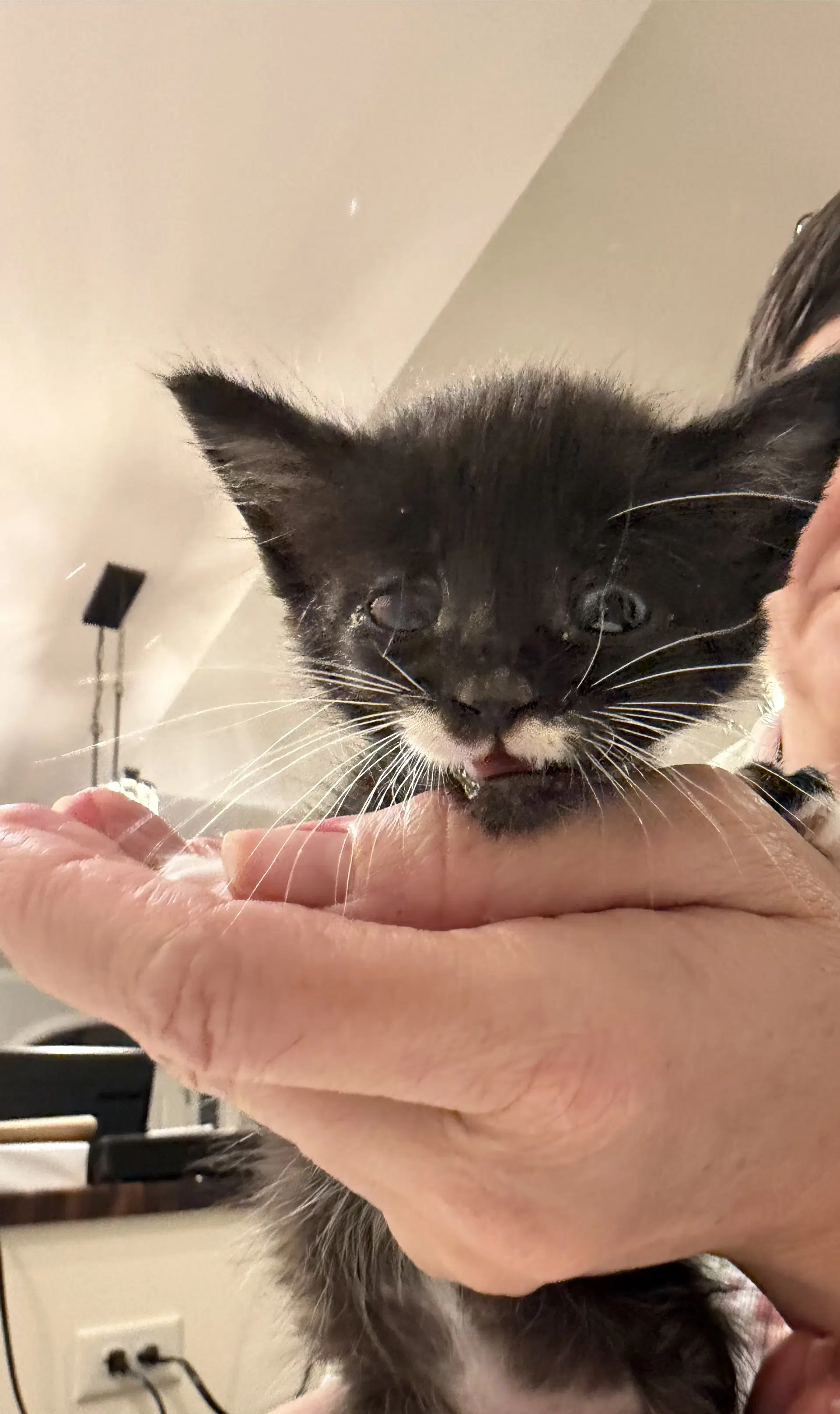 Groucho Available For Pre-Adoption - Domestic Short Hair