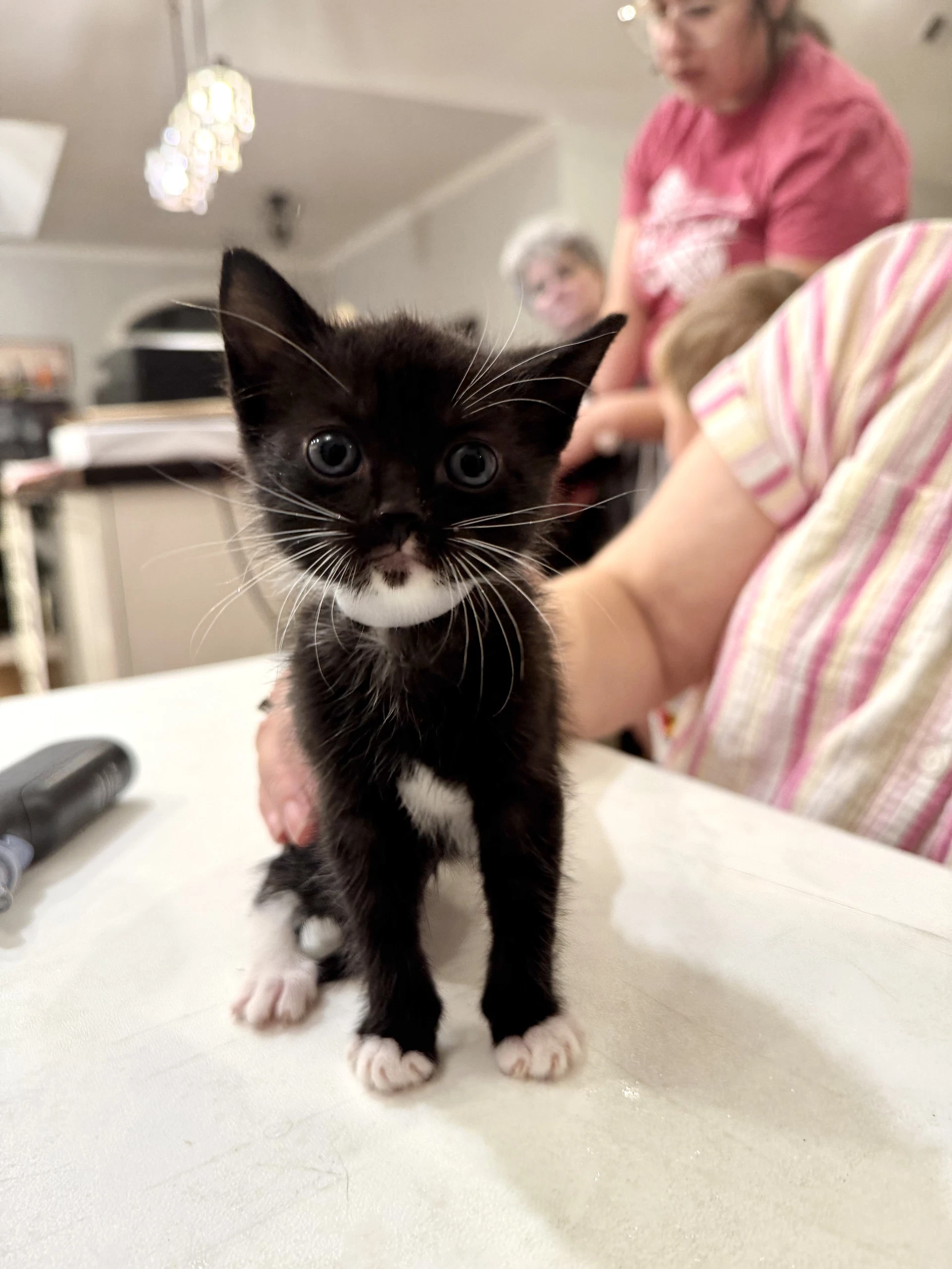 George Lopez Available For Pre-Adoption
