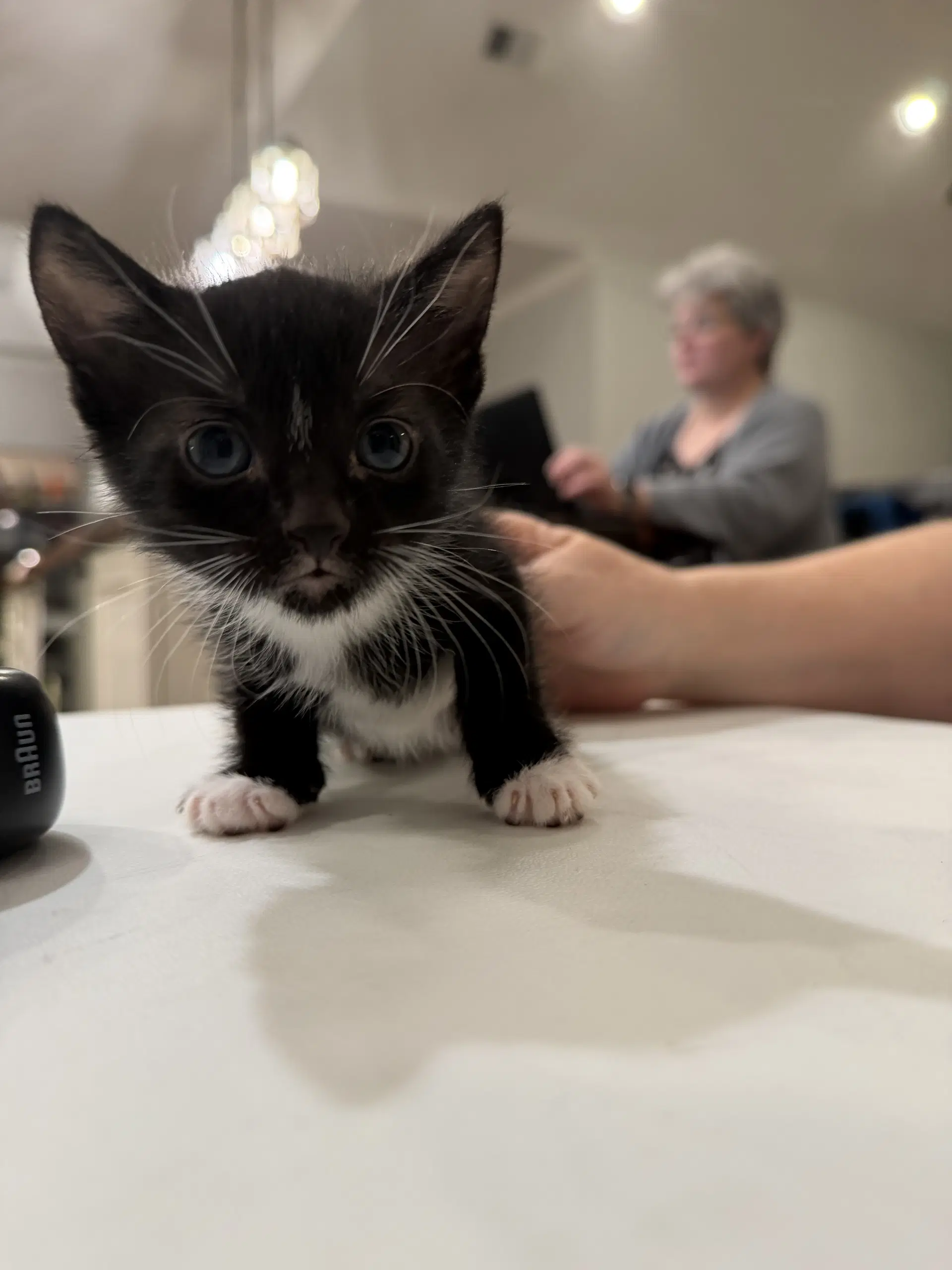 Carmen Lopez Available For Pre-Adoption - Domestic Short Hair