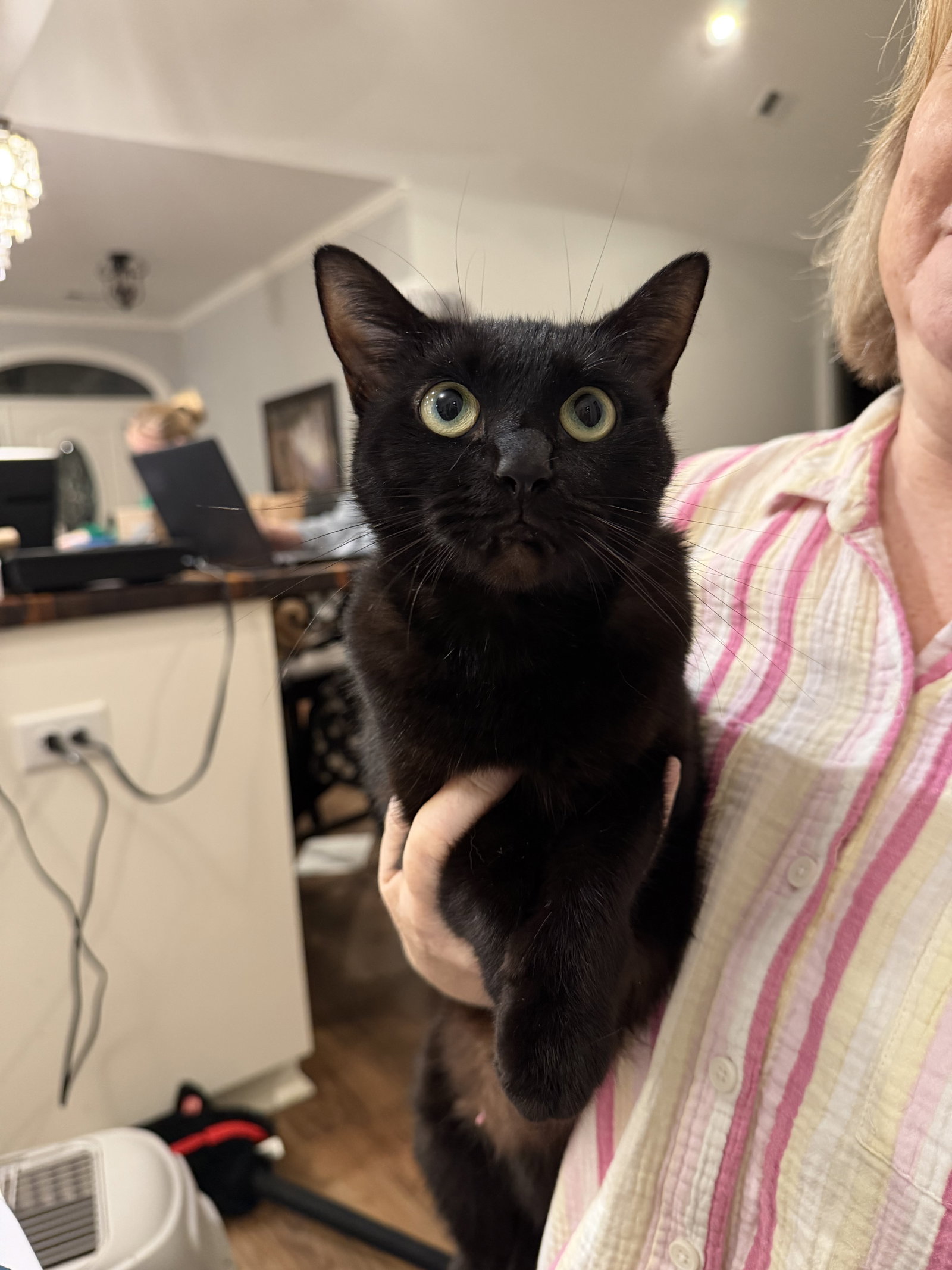 Benny Lopez (Available for pre-adoption)