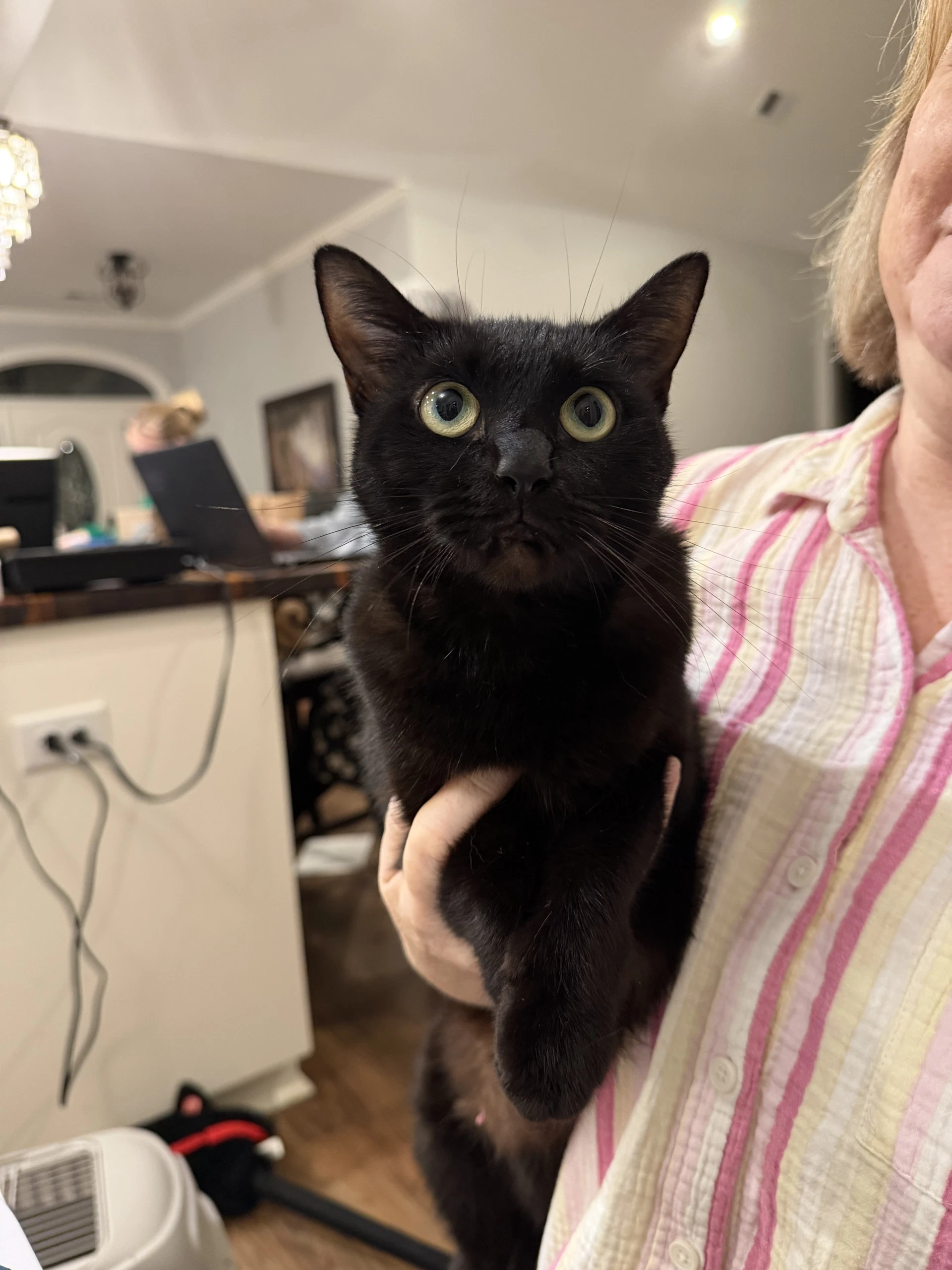 Benny Lopez Available For Pre-Adoption