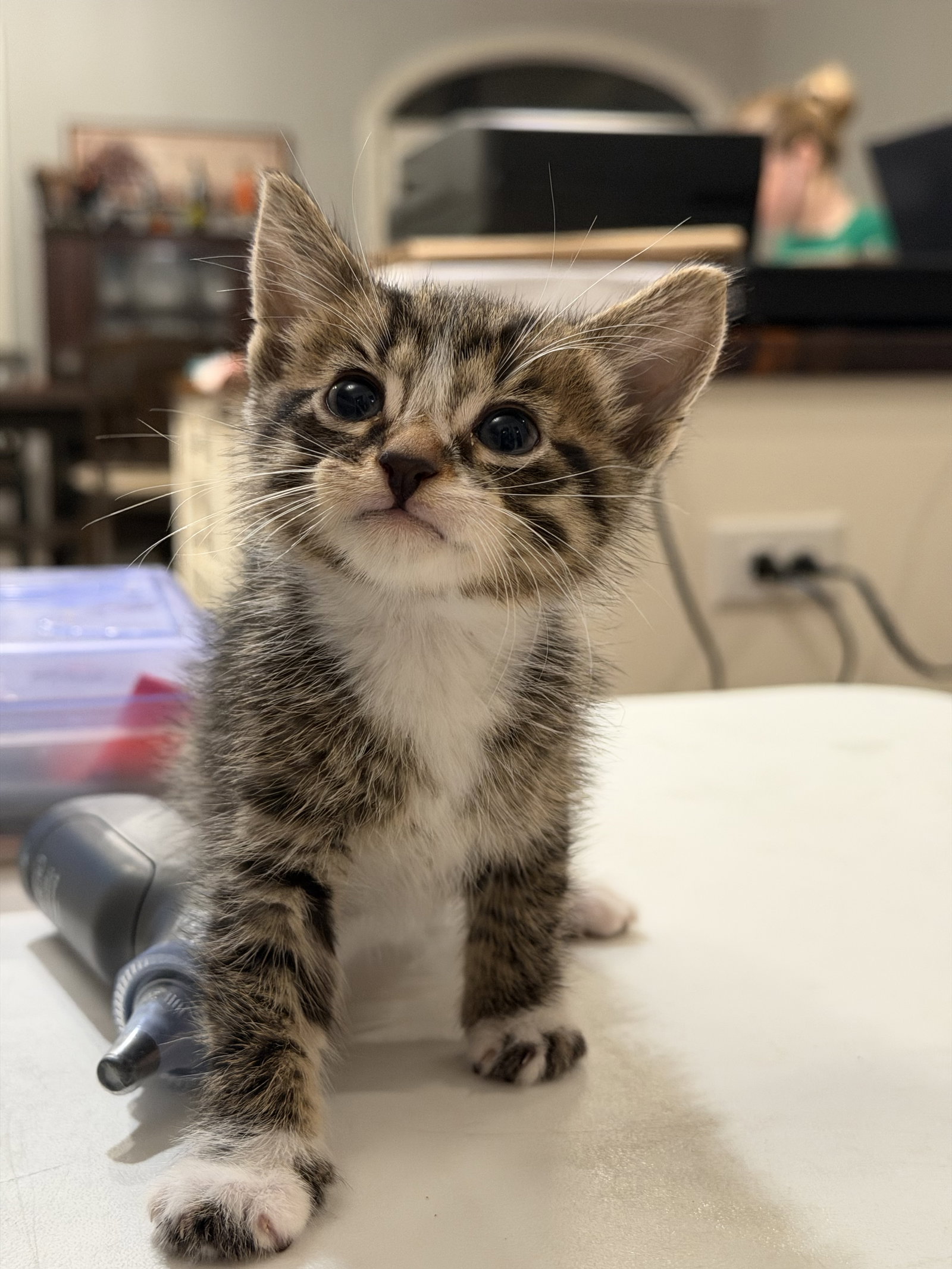 Ernie Lopez (Available for pre-adoption)