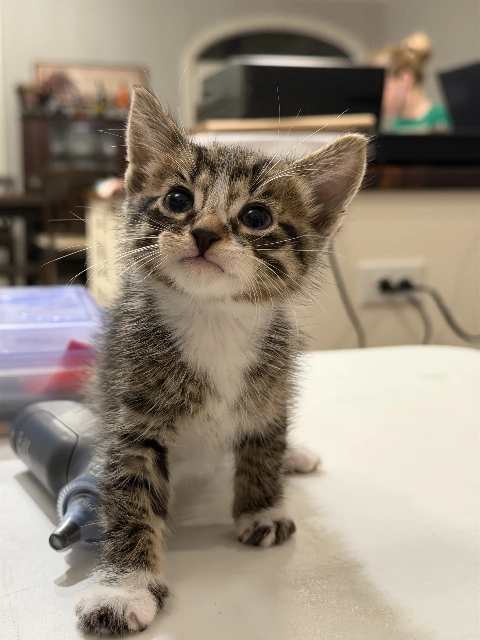 Ernie Lopez Available For Pre-Adoption - Domestic Short Hair