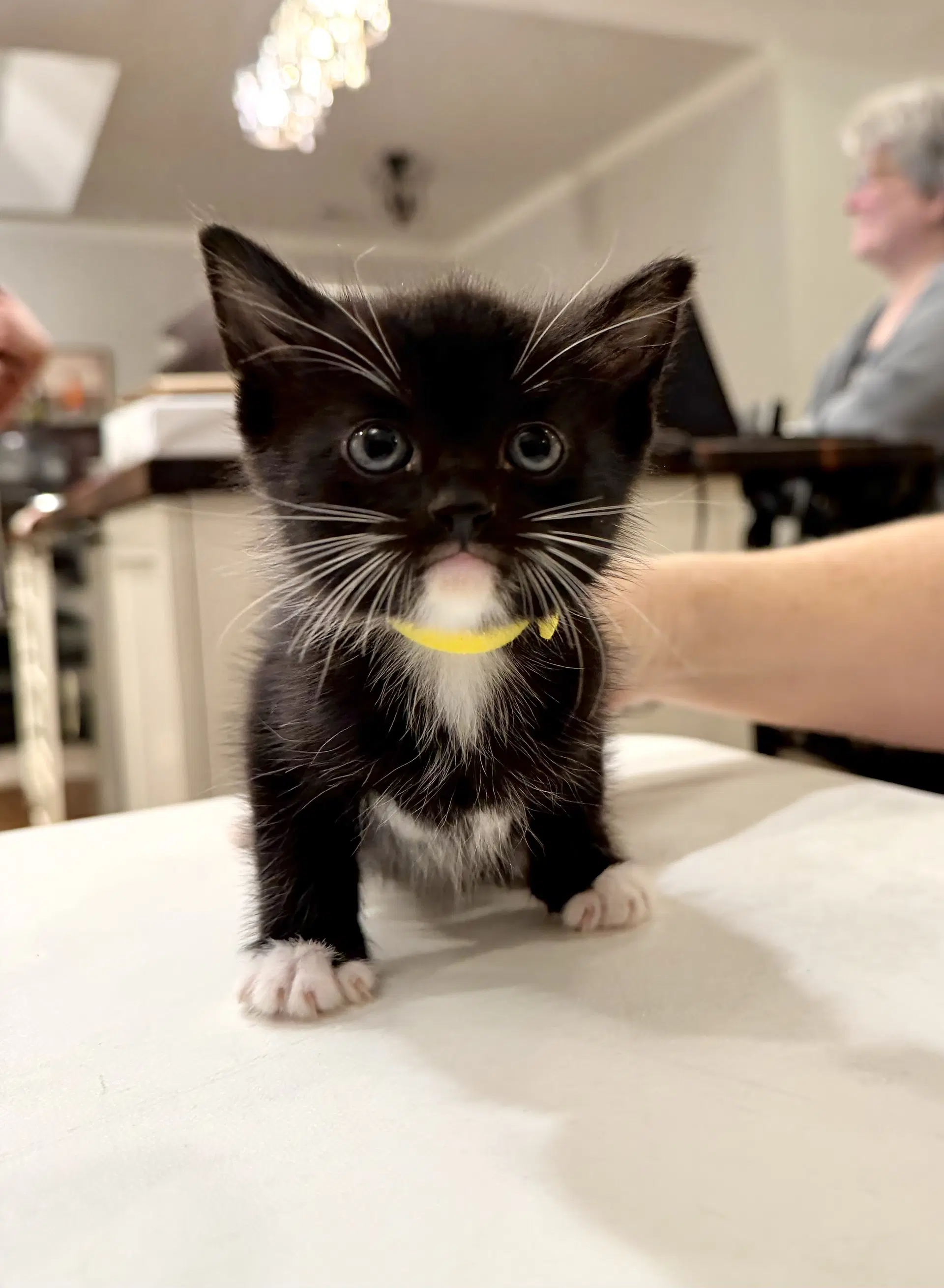 Angie Lopez Available For Pre-Adoption - Domestic Short Hair