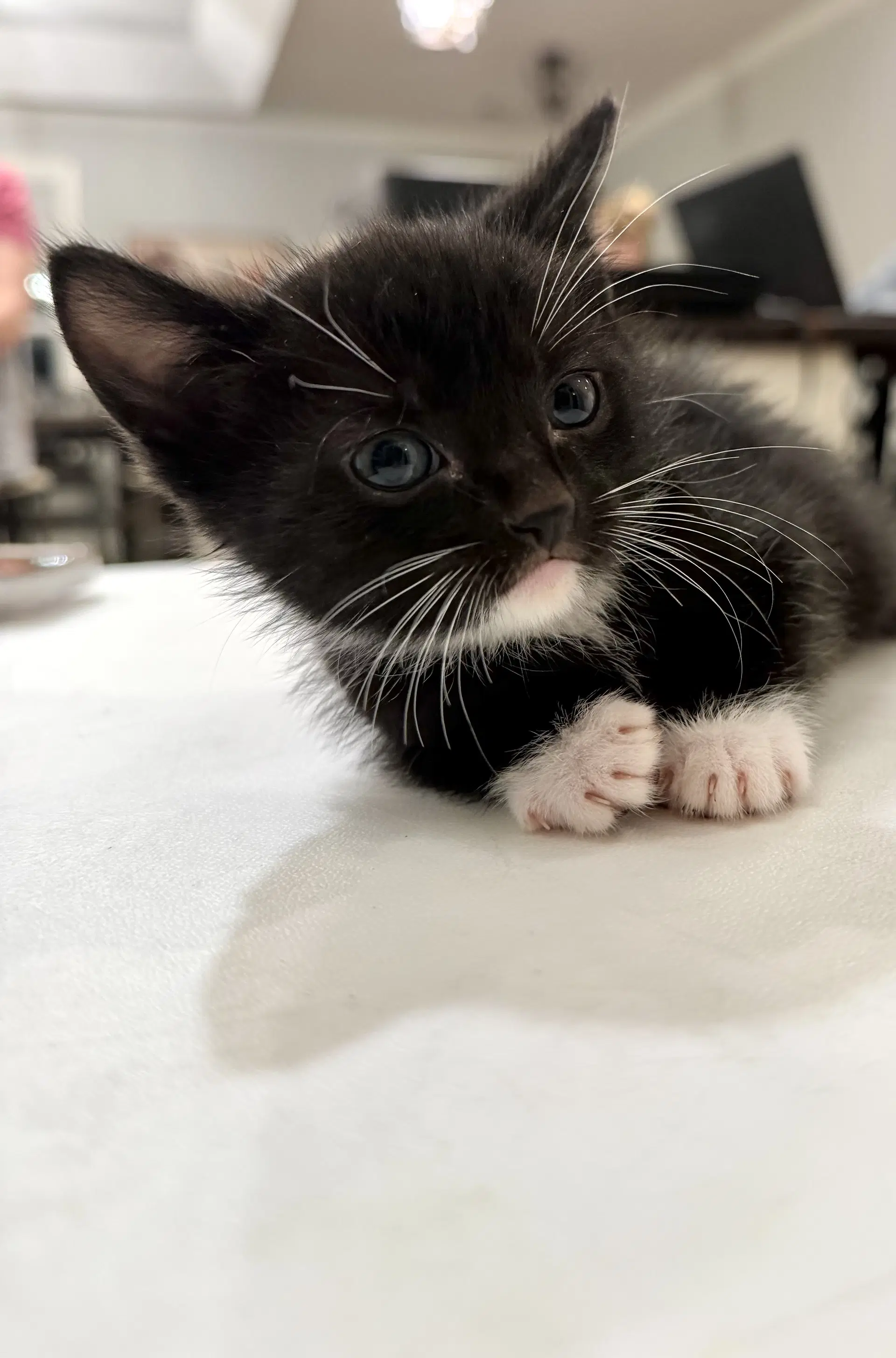 Max Lopez Available For Pre-Adoption - Domestic Short Hair