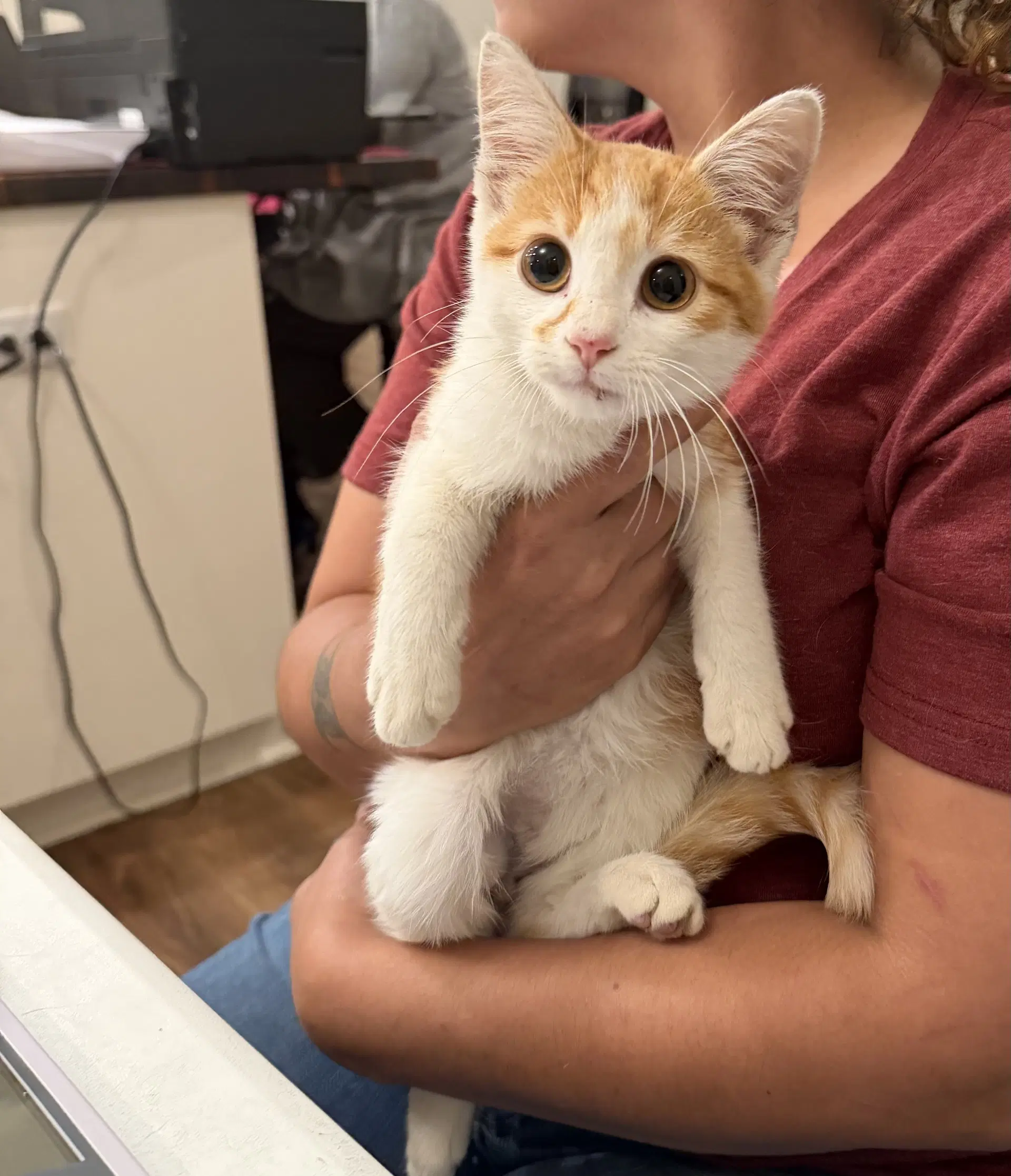 Lancelot - Domestic Short Hair