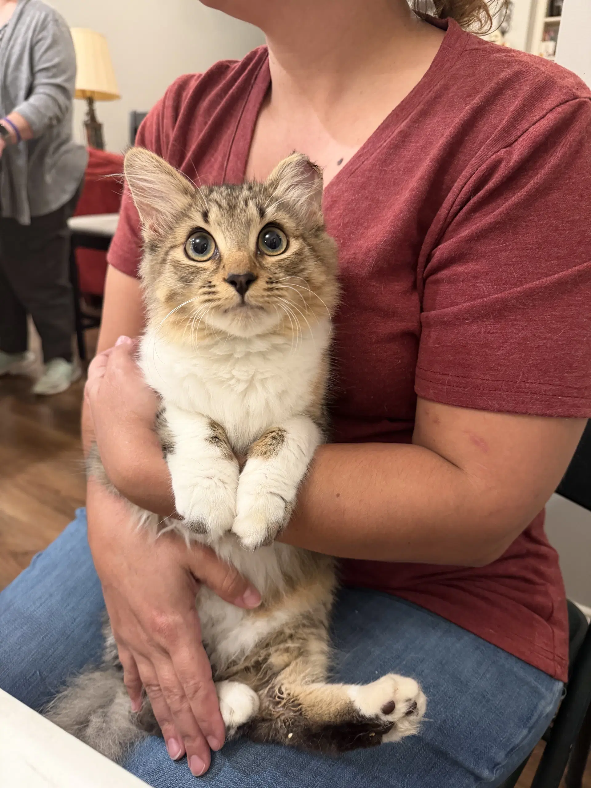 Fancy Pants - Domestic Long Hair