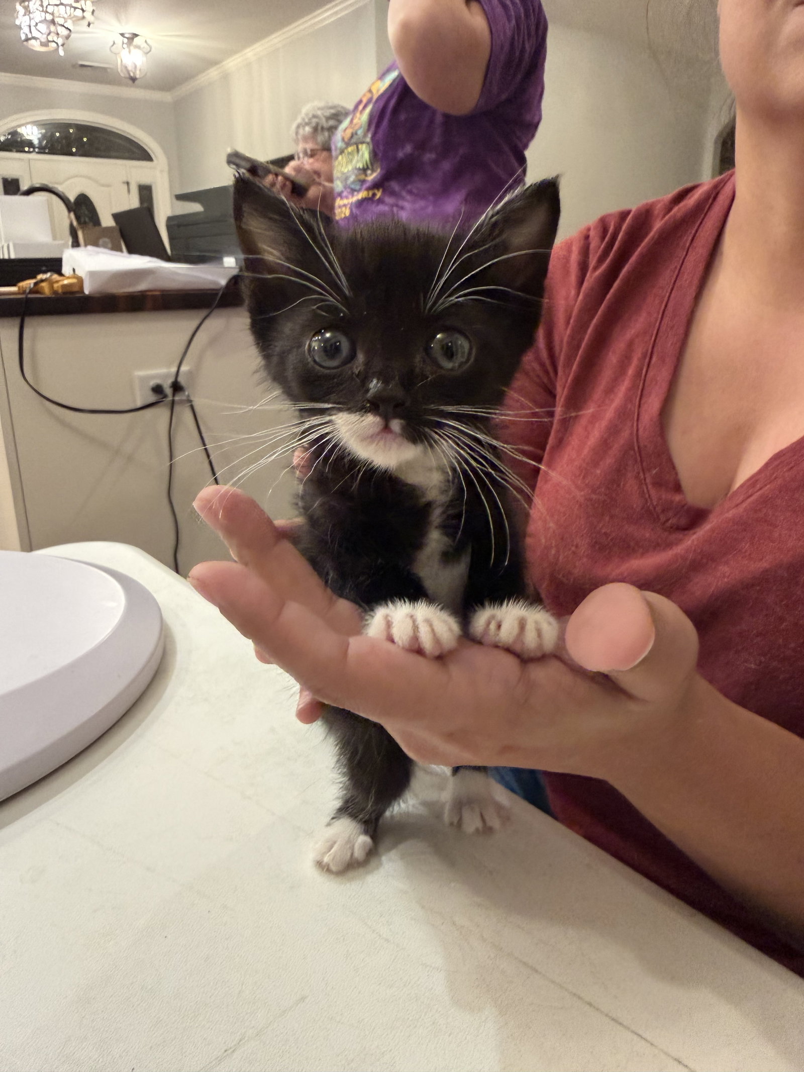 Major Meow (Available for pre-adoption)