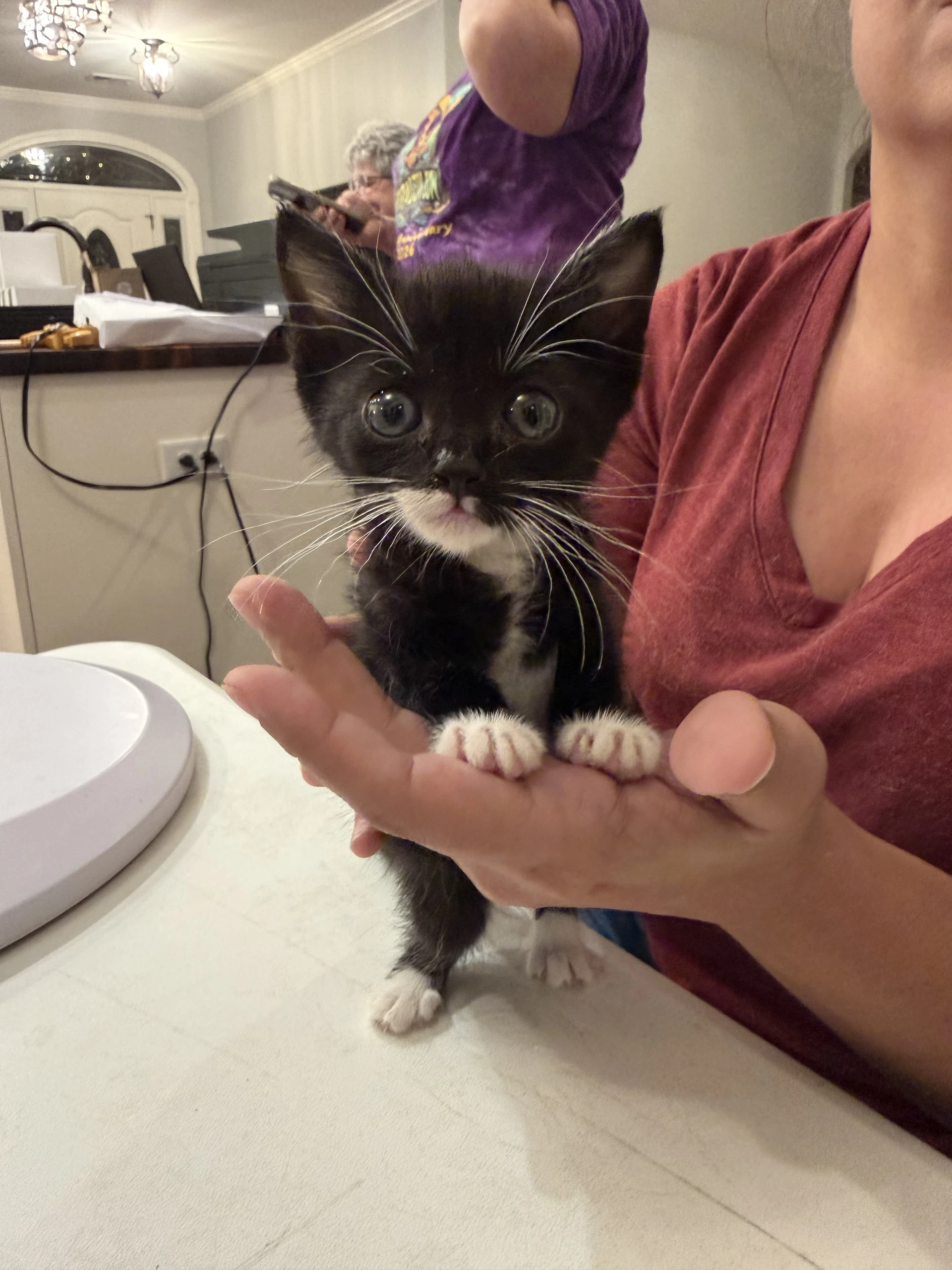 Major Meow Available For Pre-Adoption