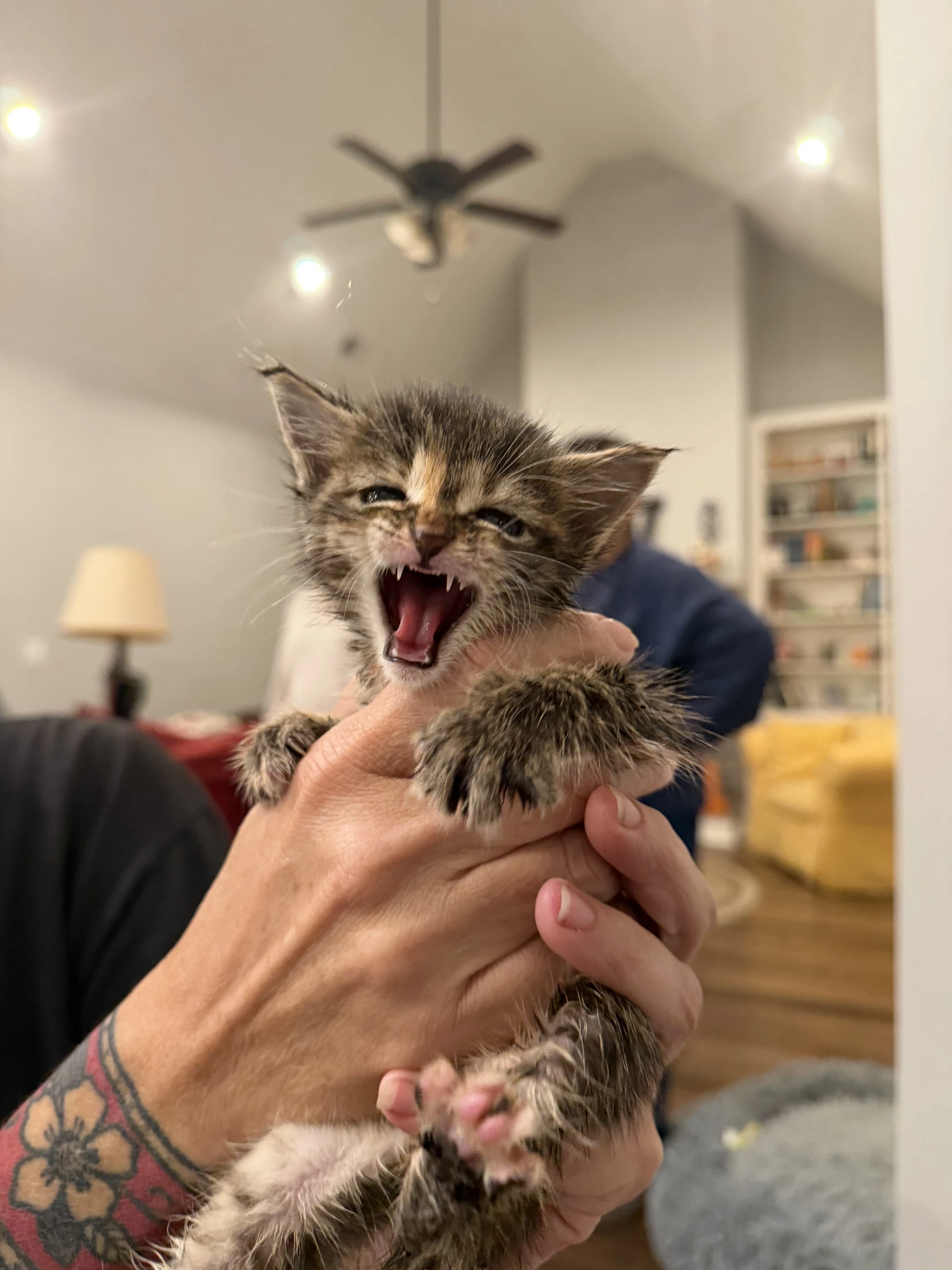 Cinnamon Available For Pre-Adoption